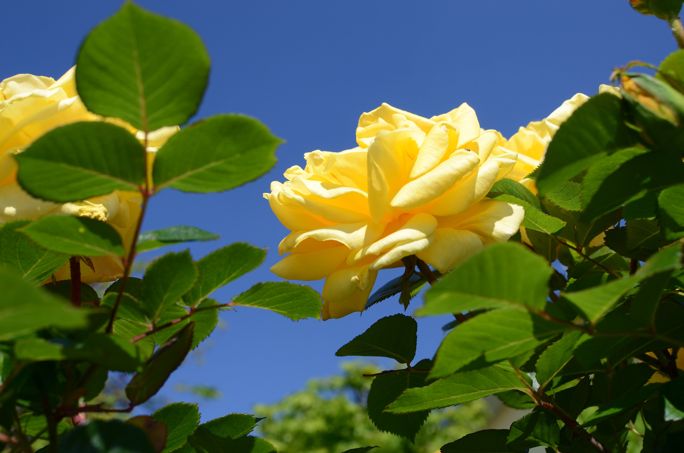 Rosa gialla e cielo azzurro