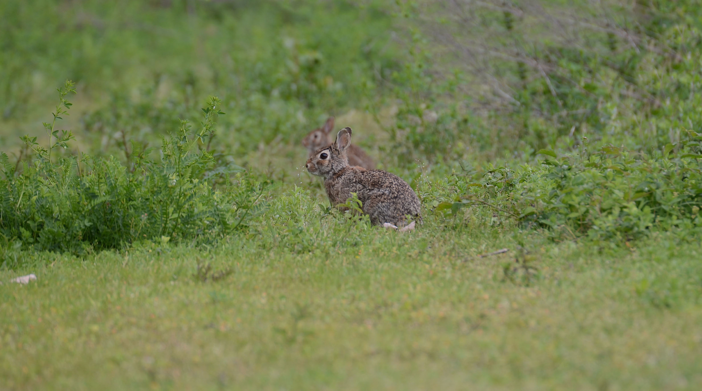 Due lepri in prospettiva...