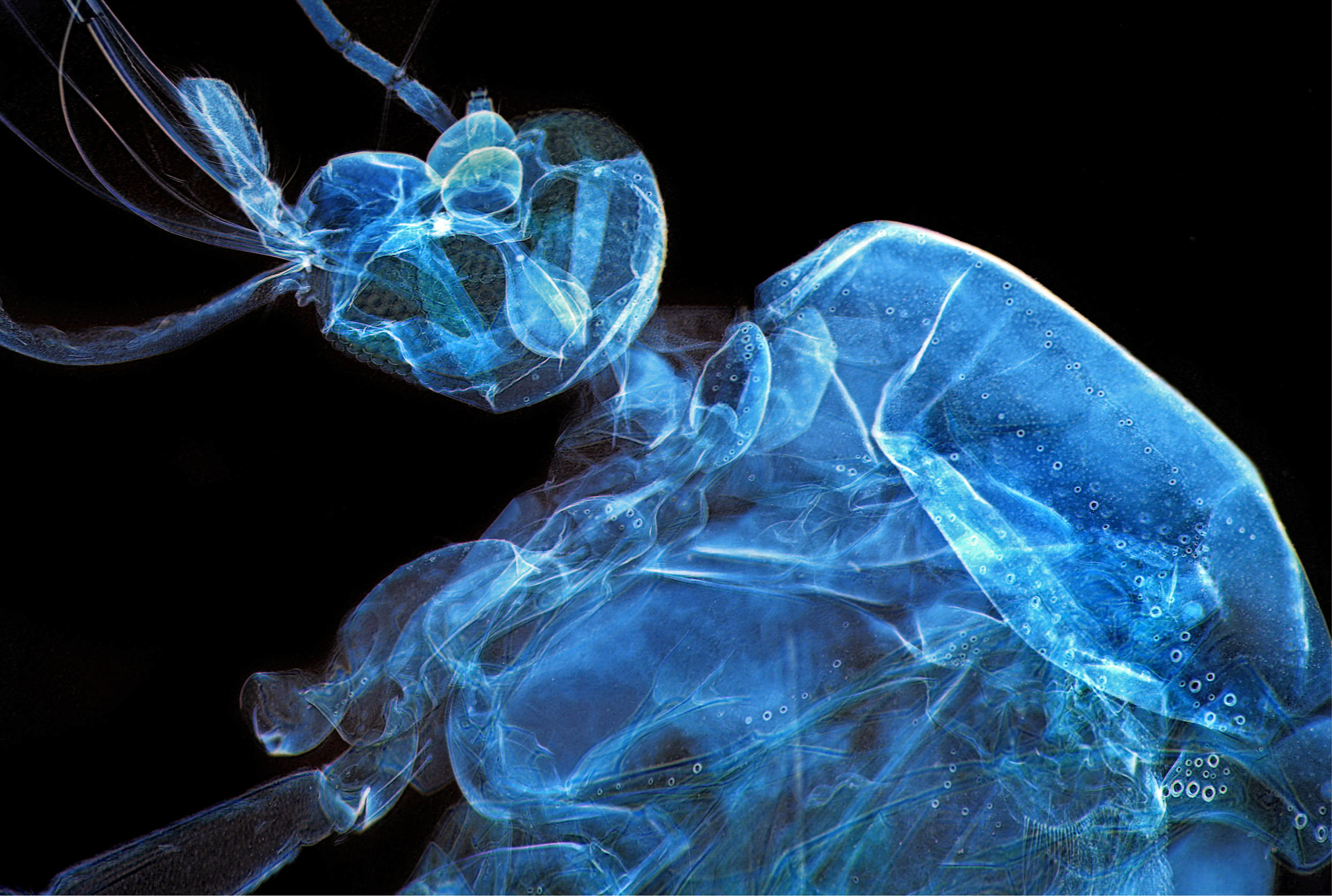 Zanzara al Microscopio