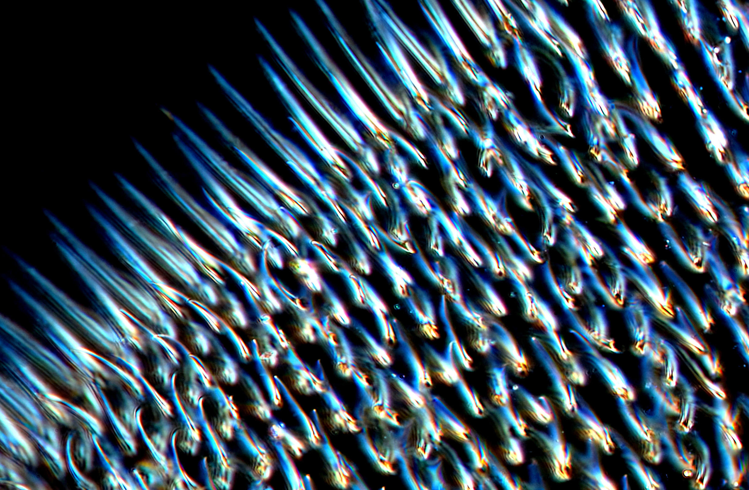 Ala di moscerino della frutta al Microscopio