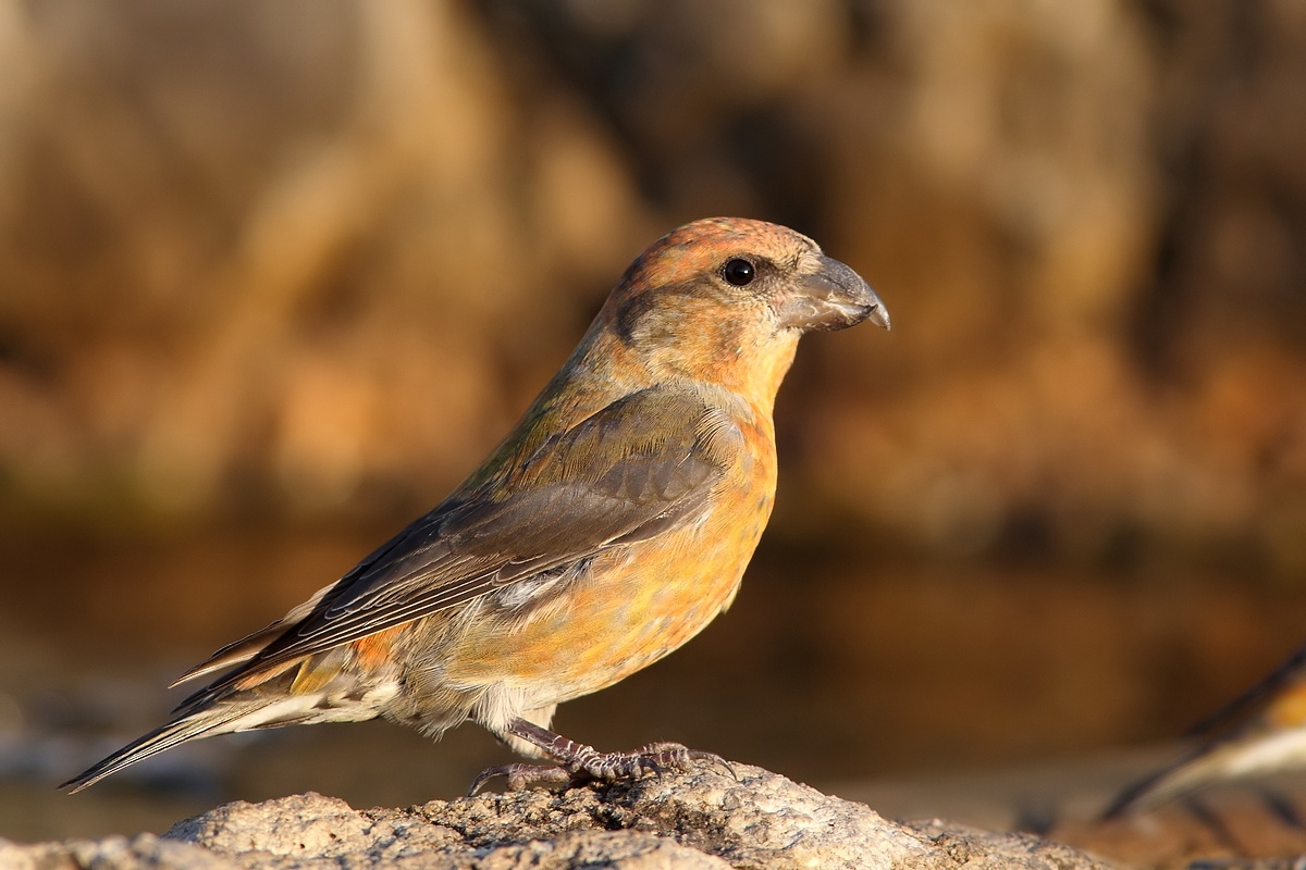 crossbills