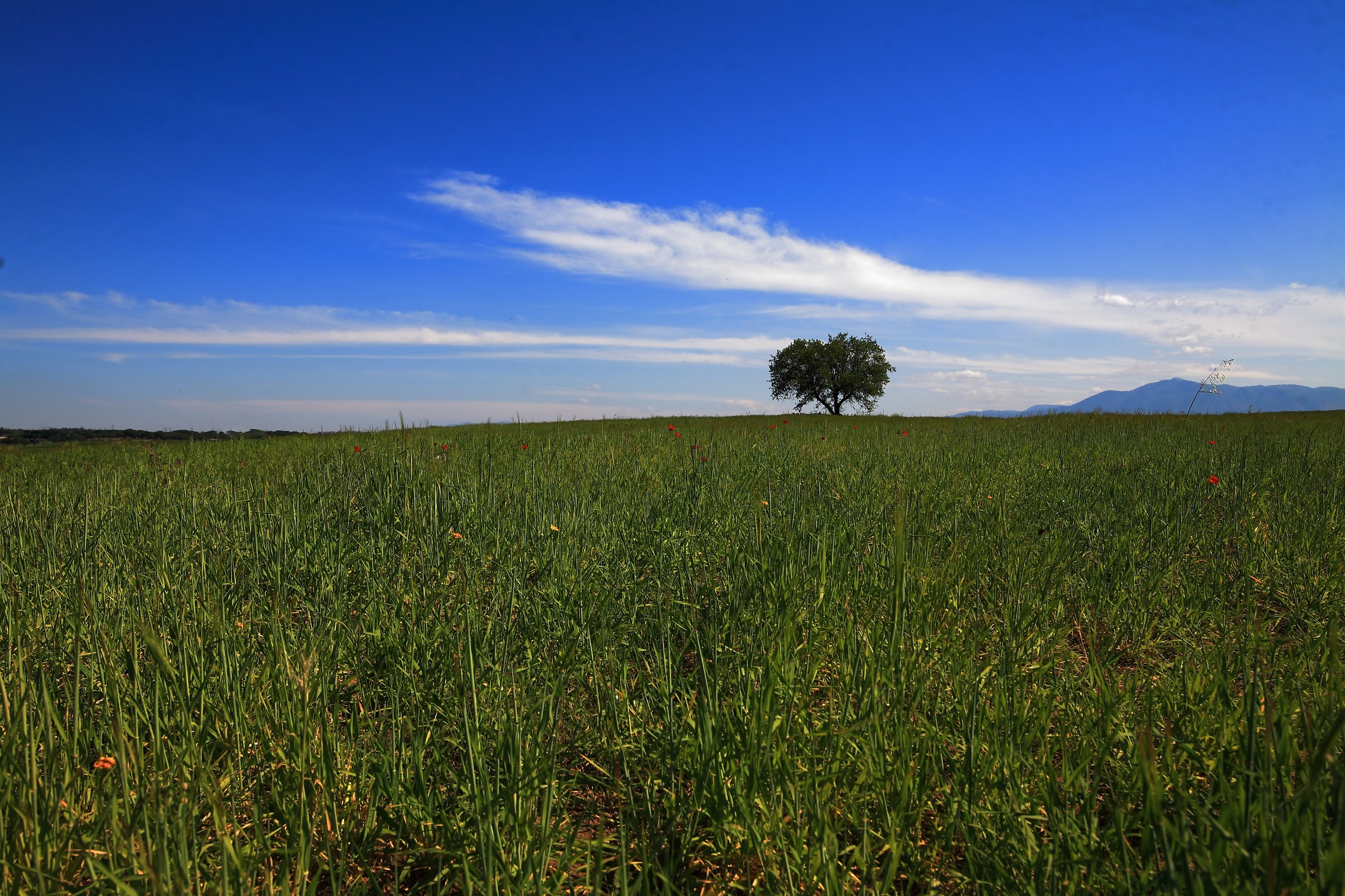 Lonely tree with Tiburtini mountains in the background