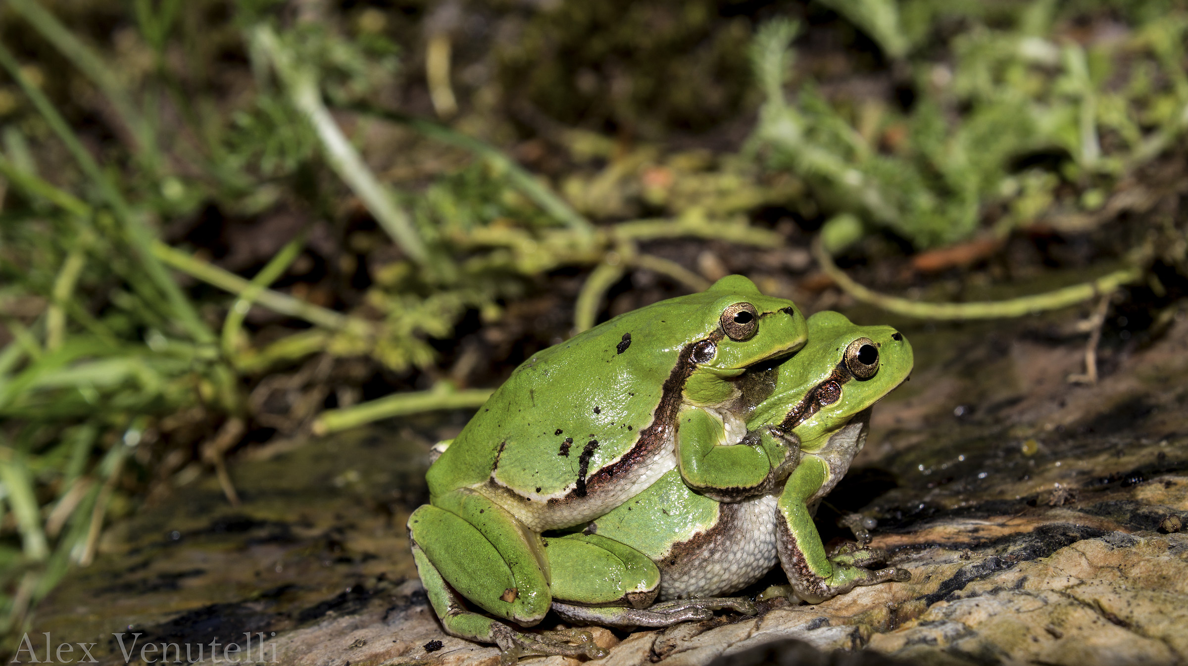 Hyla intermedia Boulenger, 1882