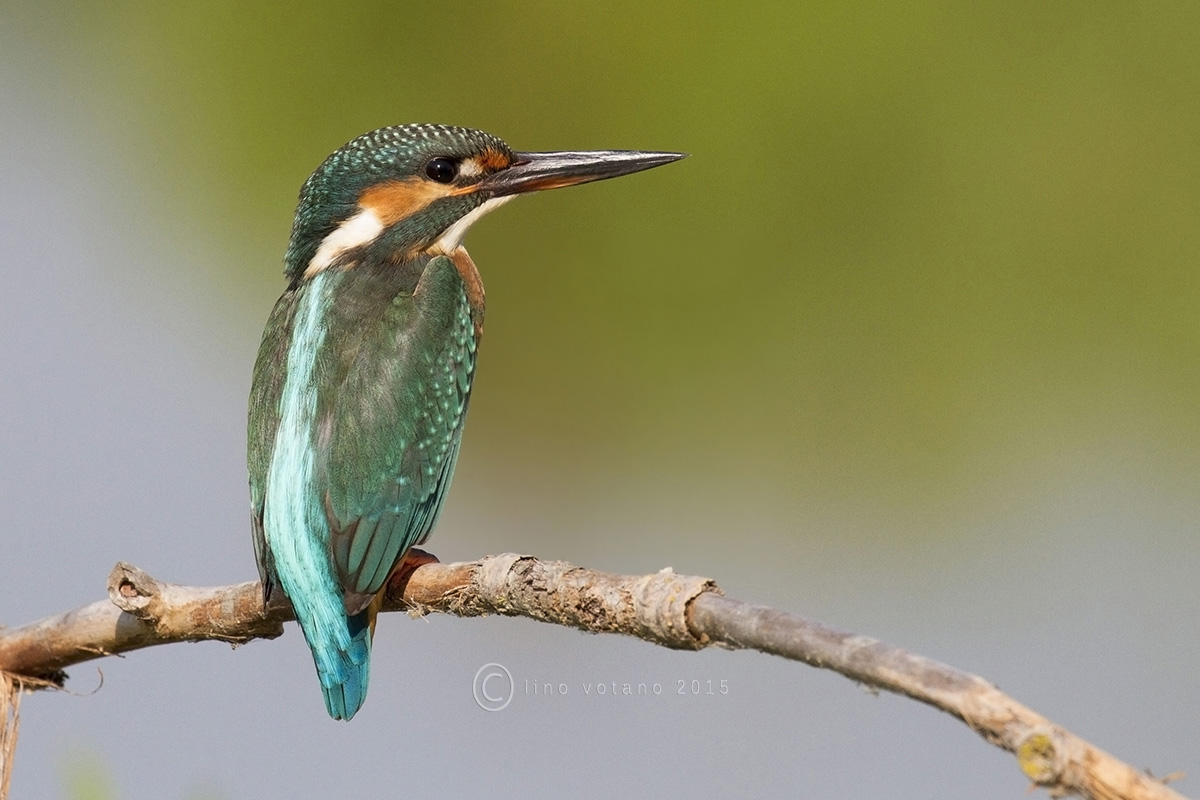 Martino (alcedo atthis)