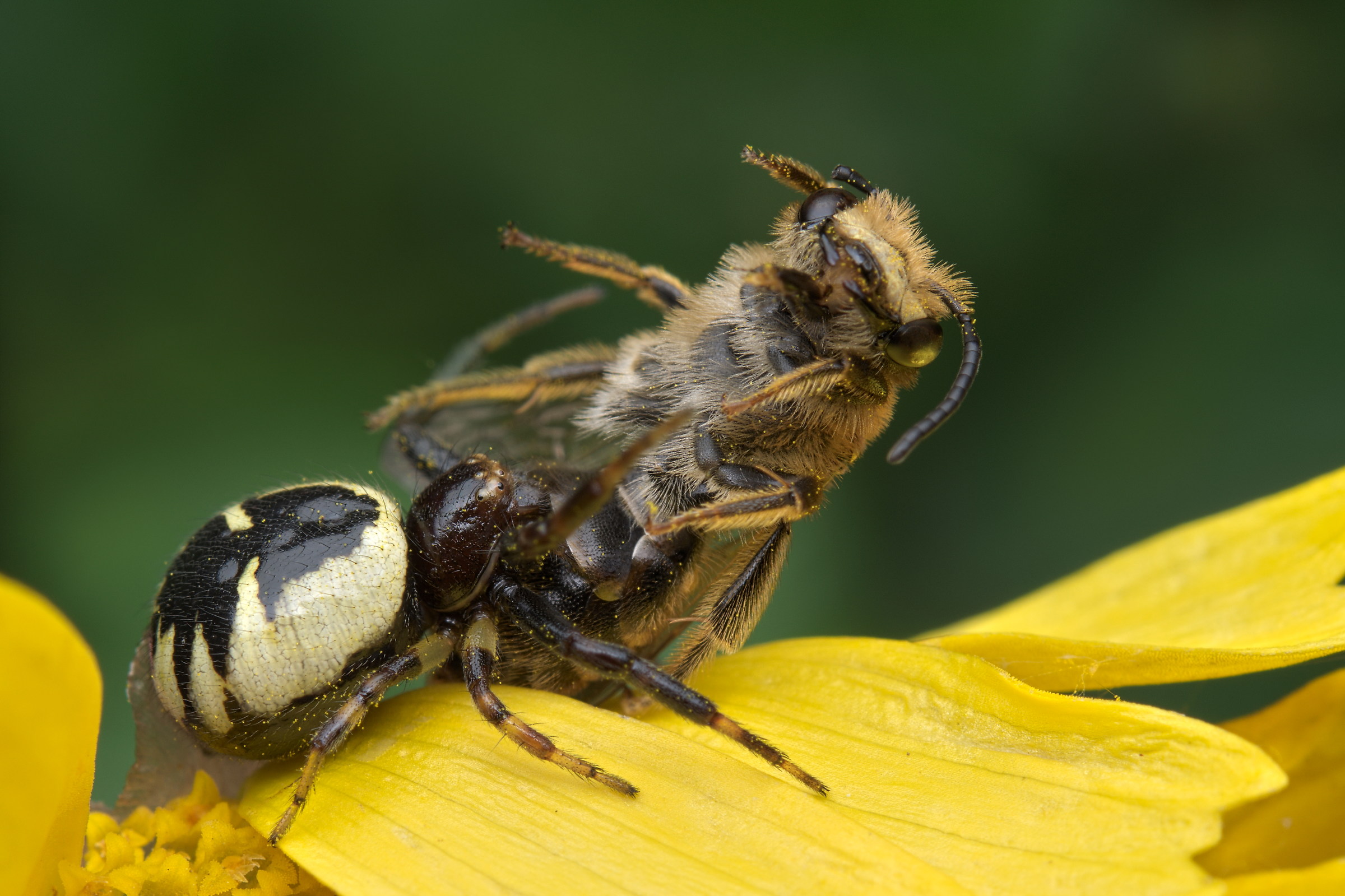 Synema globosum with prey