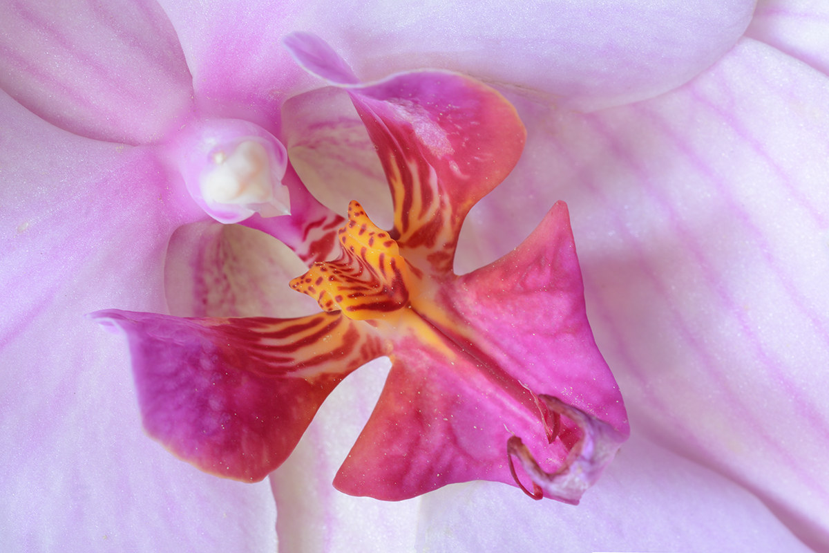 Orchid