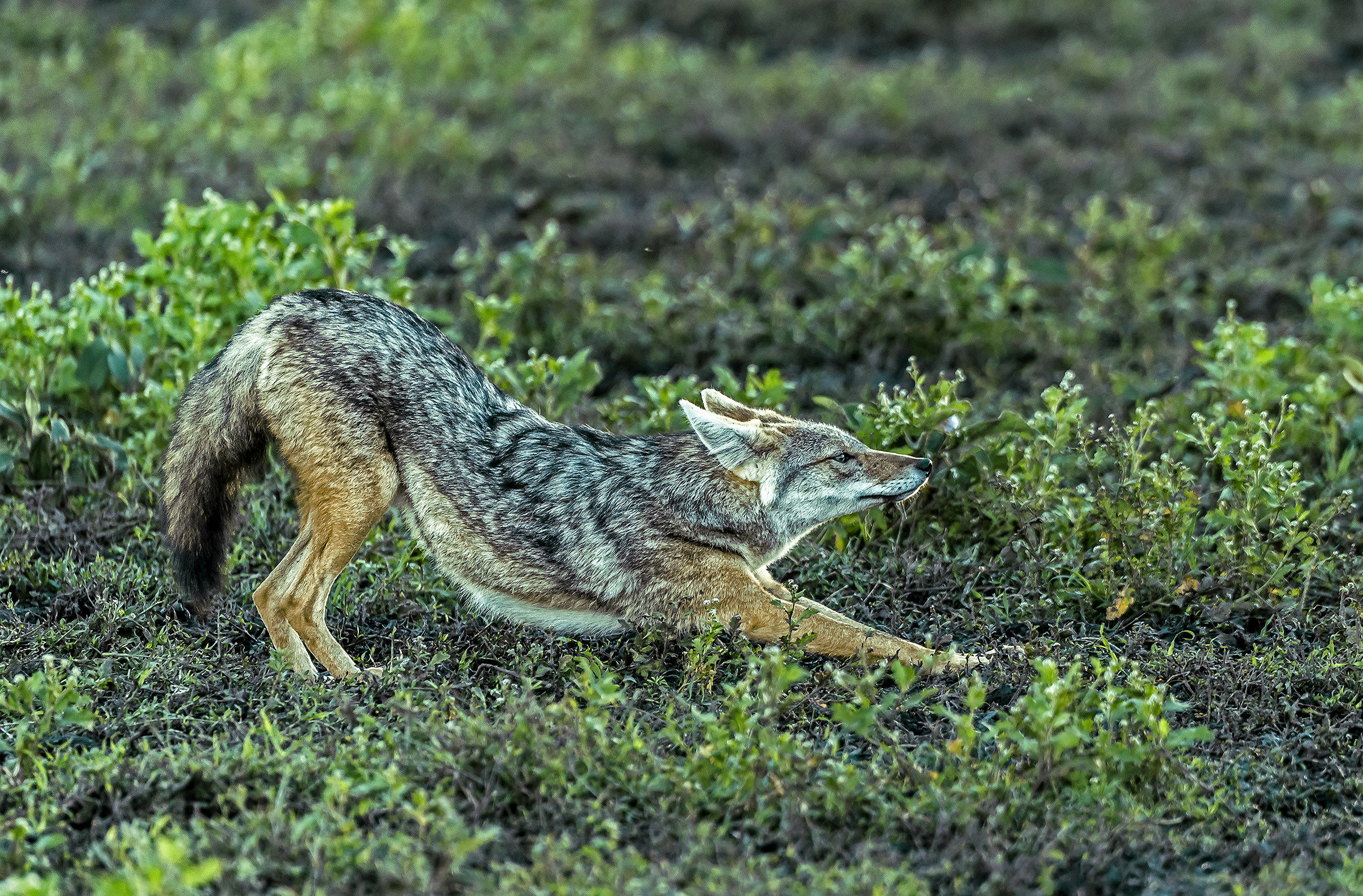 Tanzania 2017 - Stiracchiata
