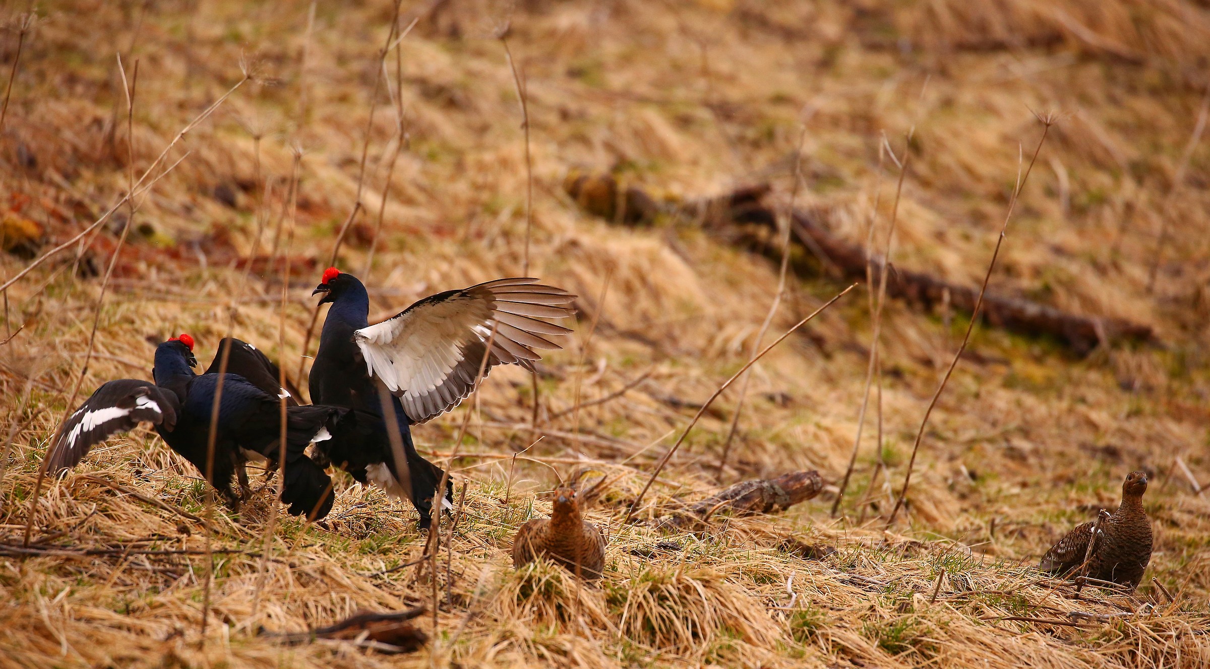 One by one and just quarrel !!