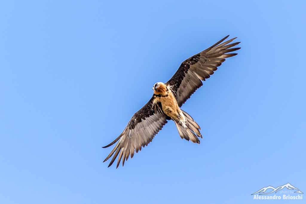 Bearded Vulture