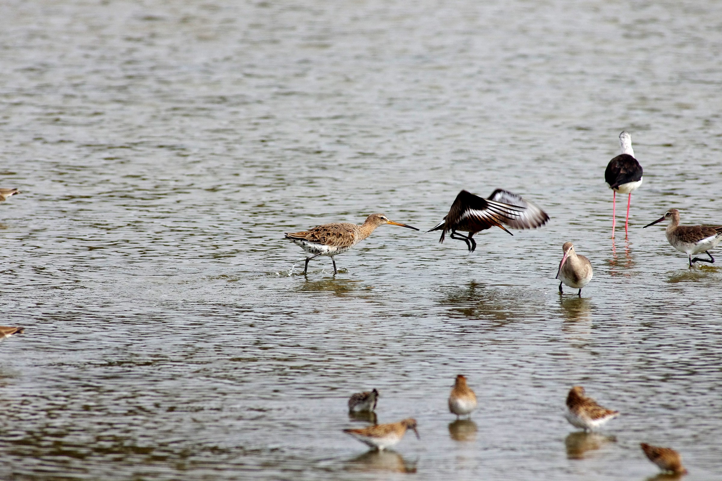 Black-tailed Godwit