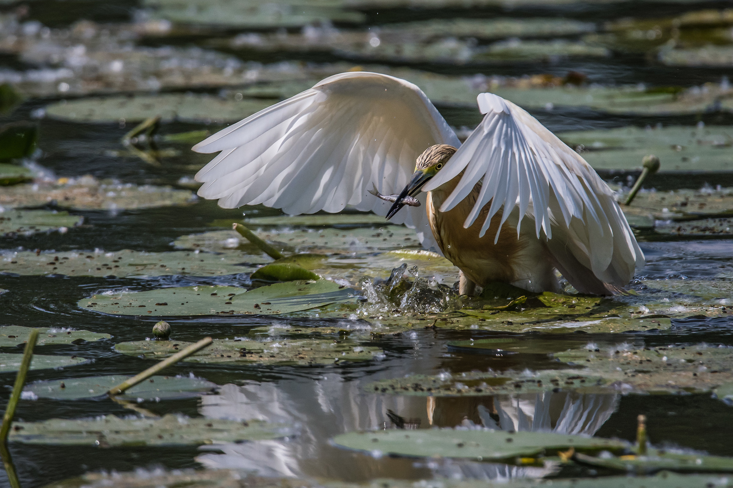 Sgarza ciuffetto con preda