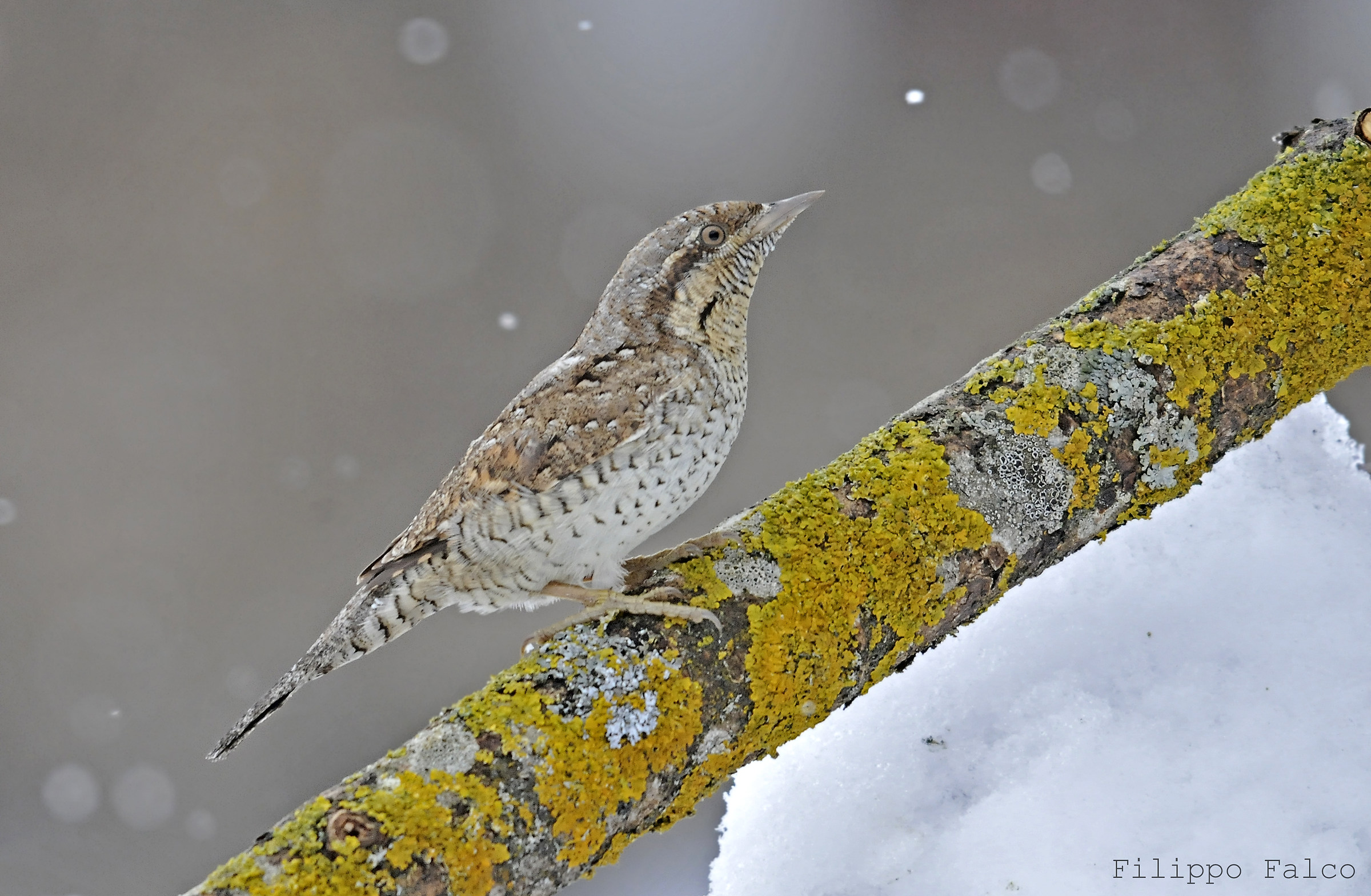 Torcicollo sotto l'ultima neve primaverile...