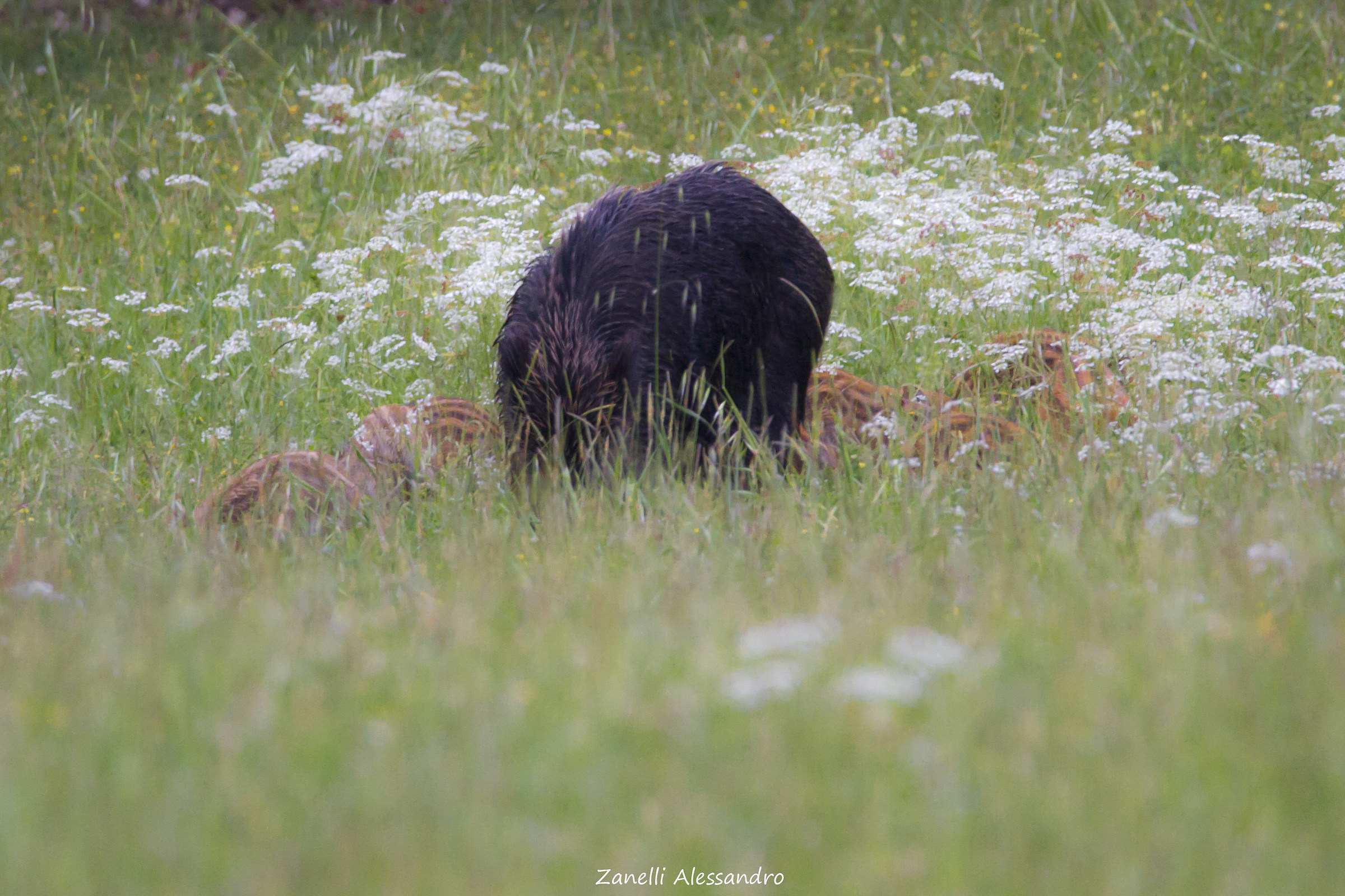 Scrofa con cinghialini
