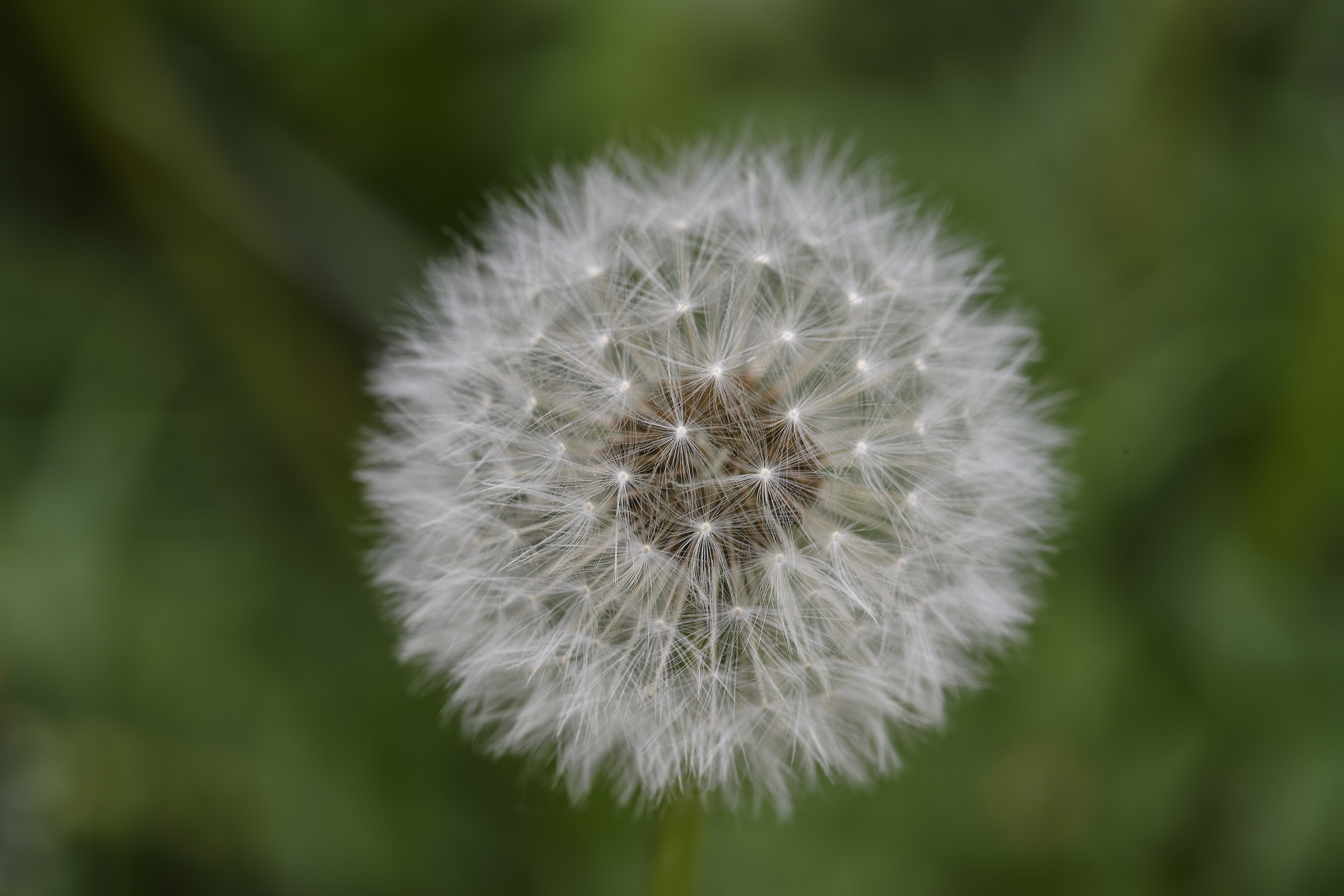 Soffione del mio giardino