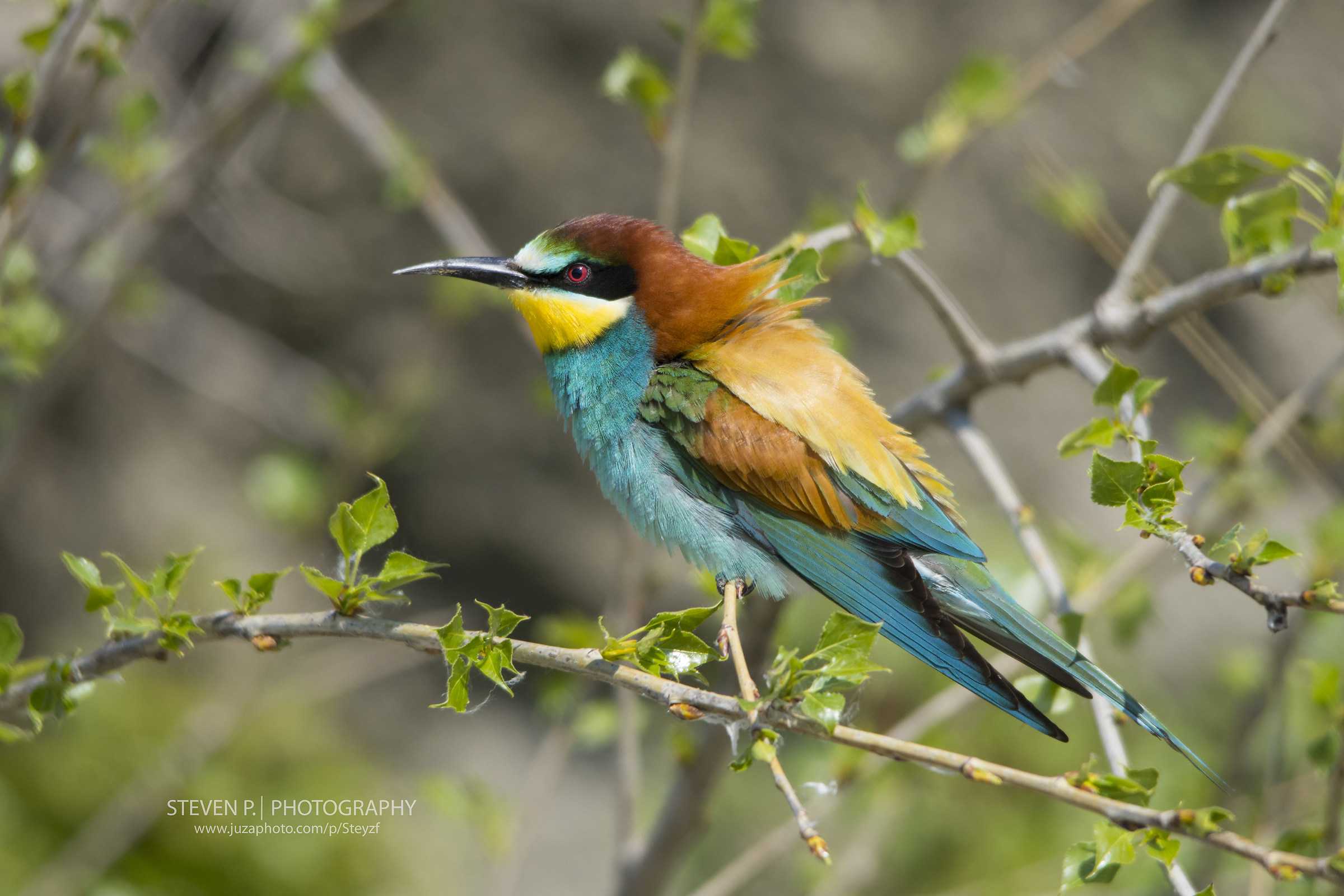 Bee eater