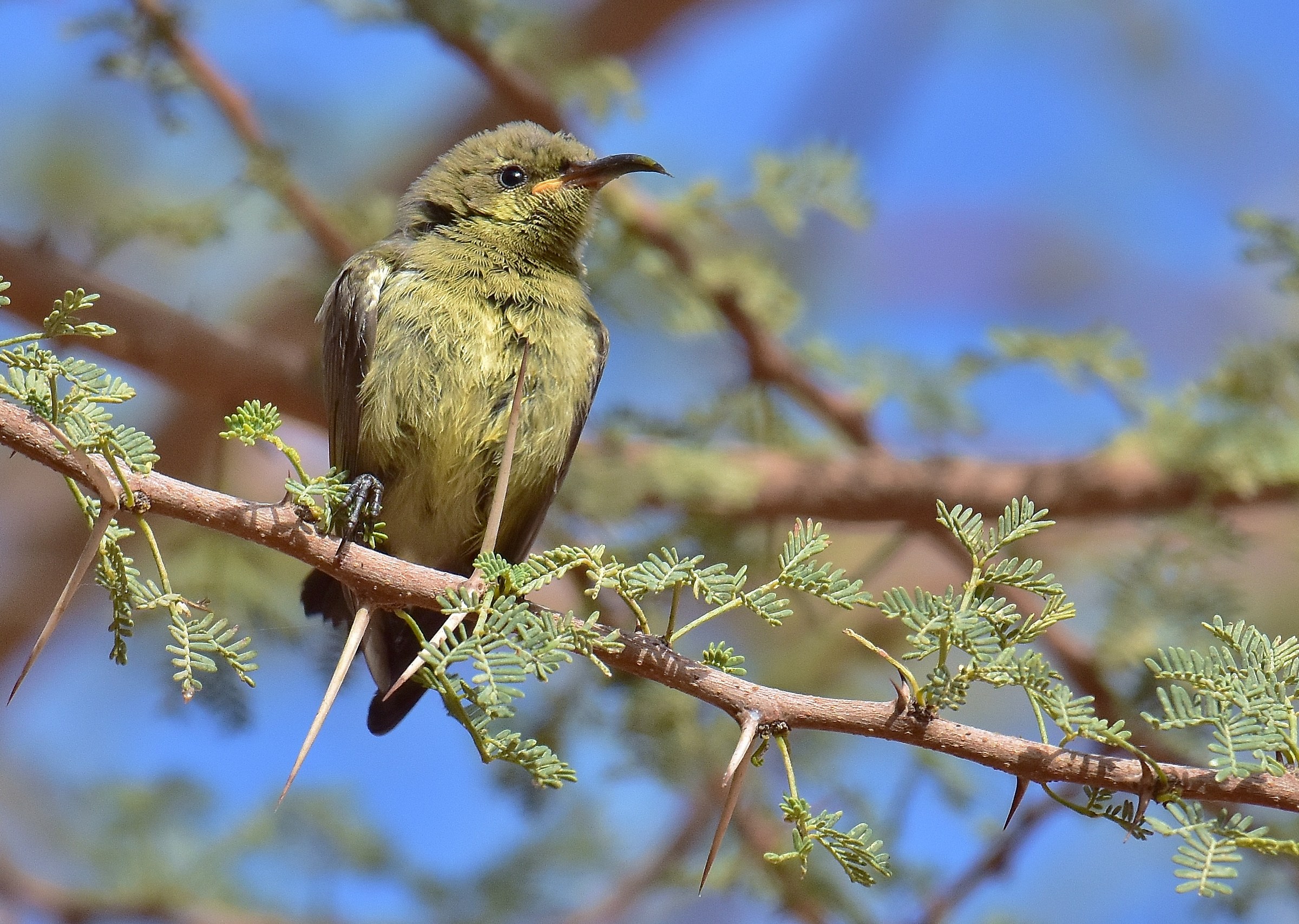 The young nectarine of Palestine