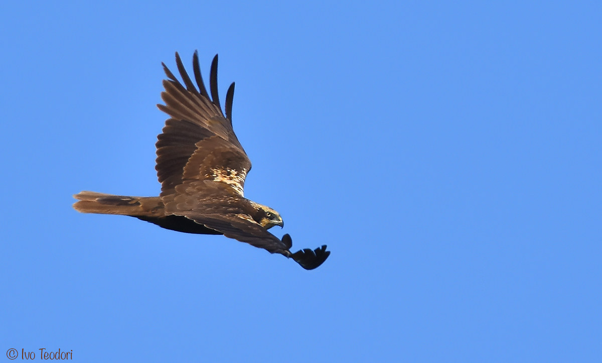 Falco di palude (femmina)