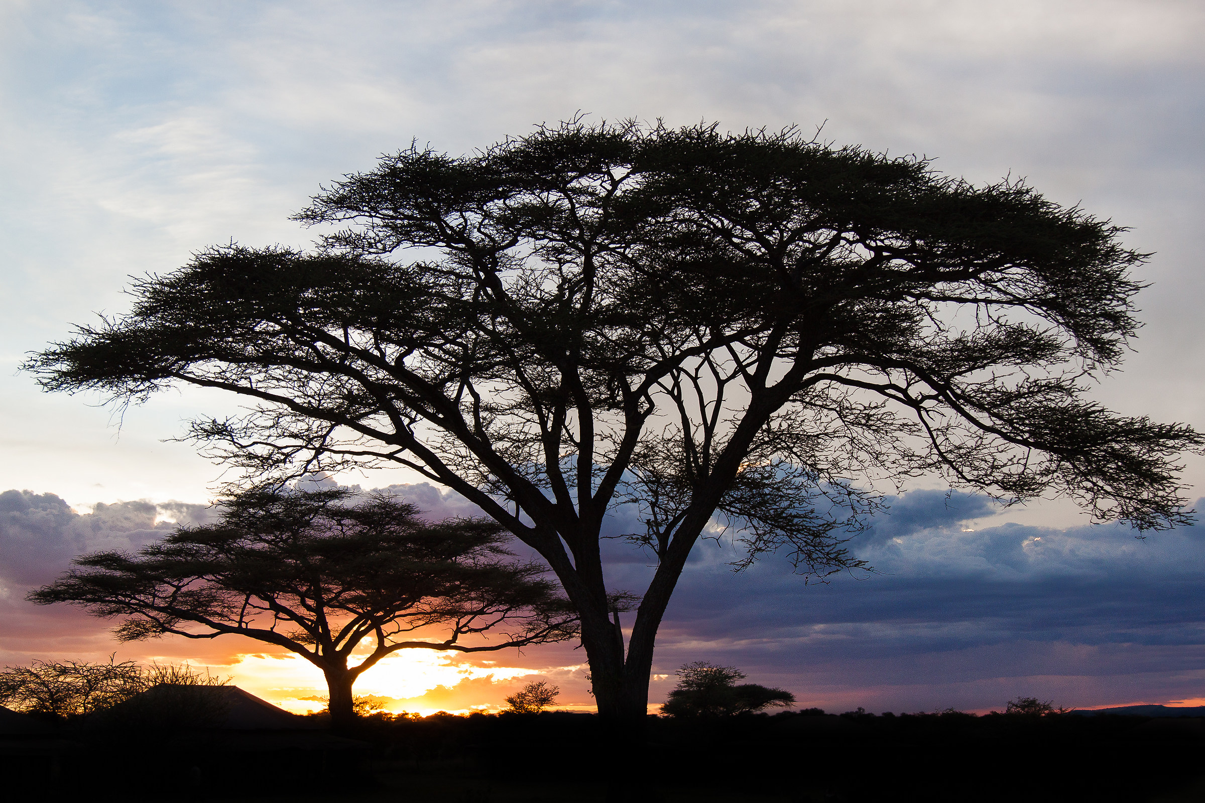 Serengeti Sunset