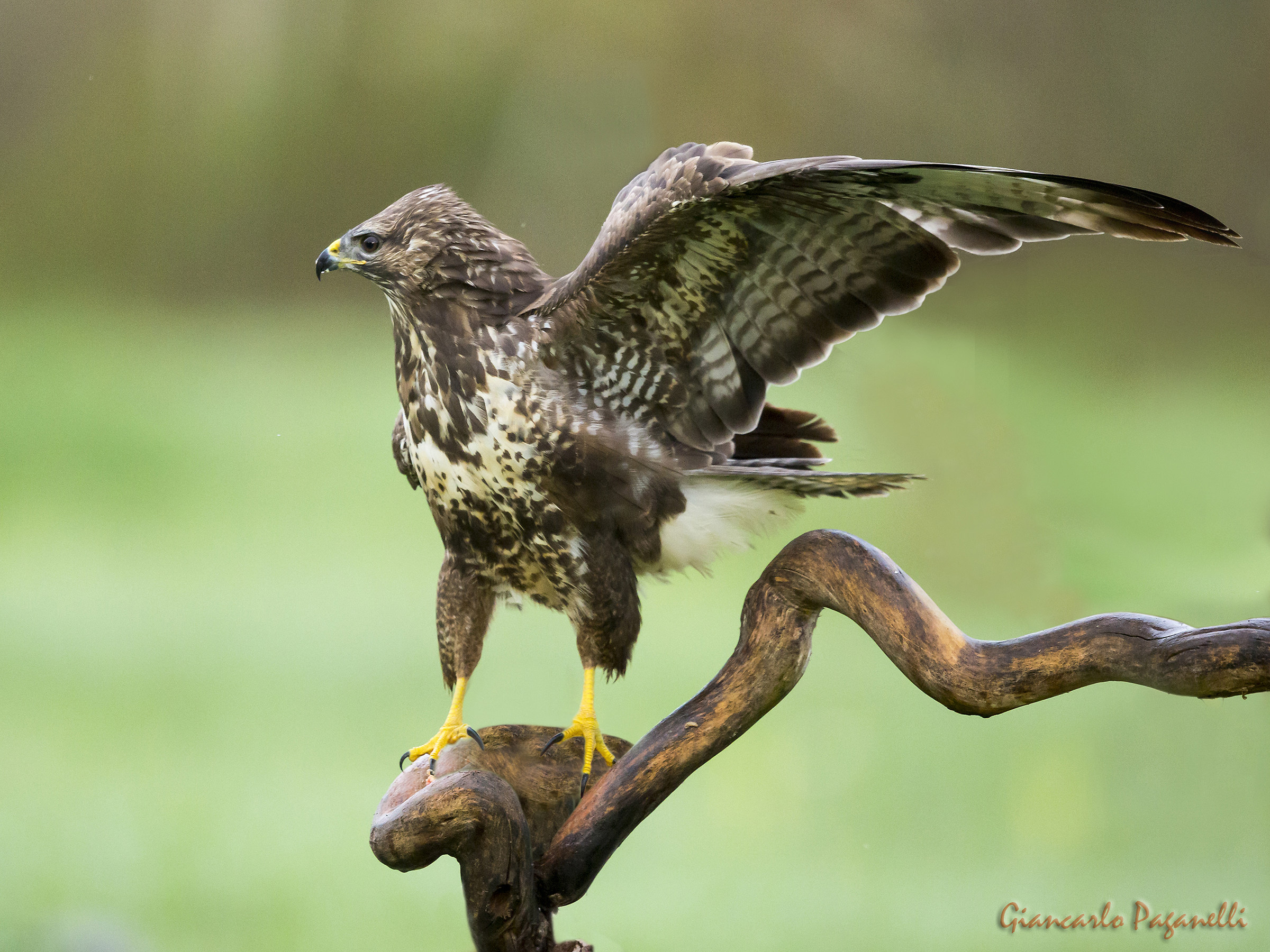 Buzzard
