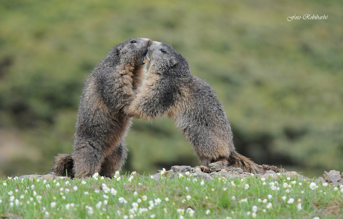 Lotta greco-romana...