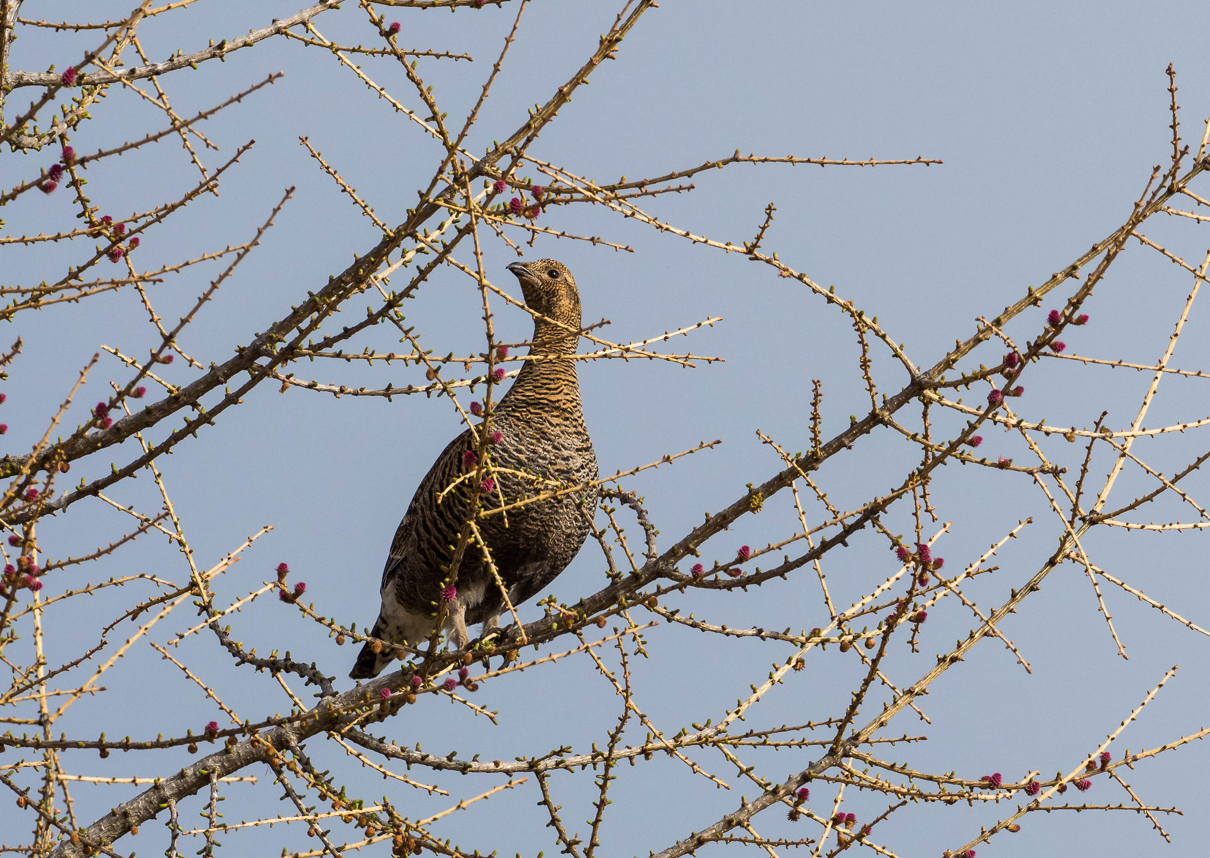 Femmina Gallo Forcello
