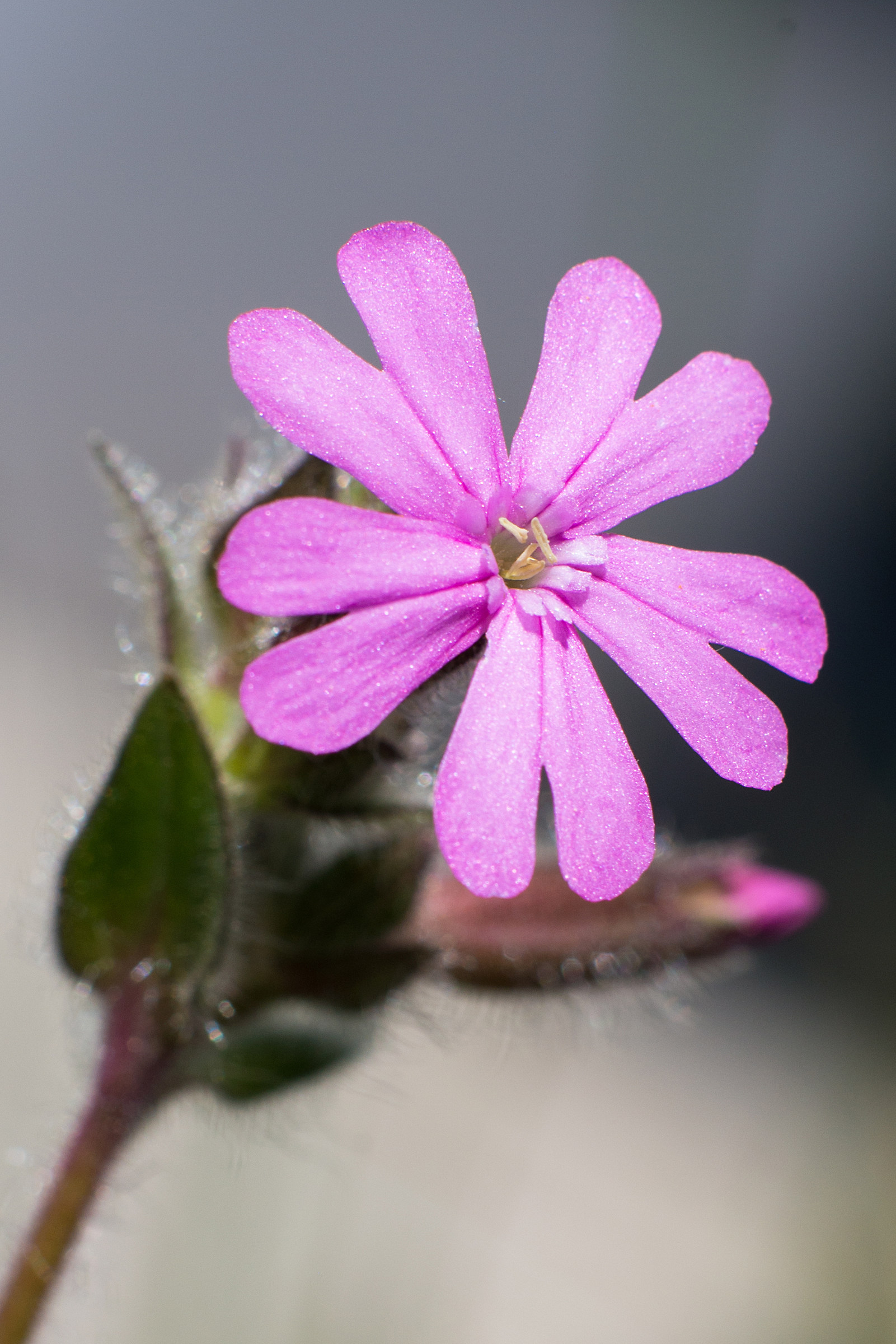 Silene Dioica