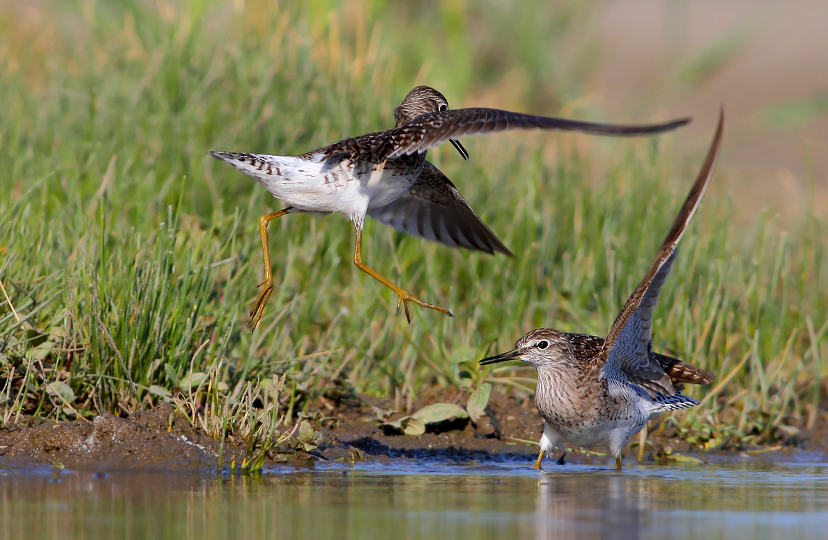 Piro piro boscherecci in lite