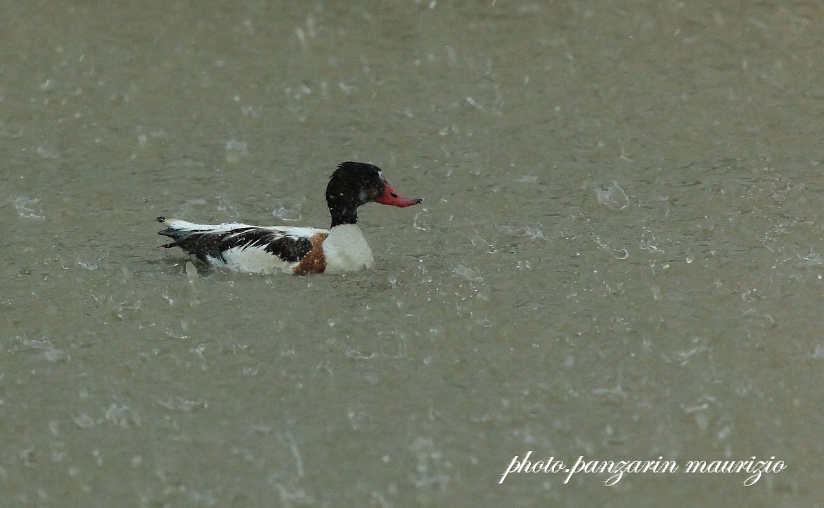 shelduck