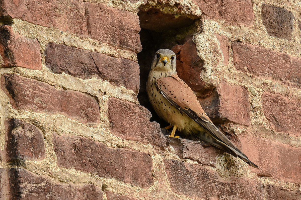 Kestrel