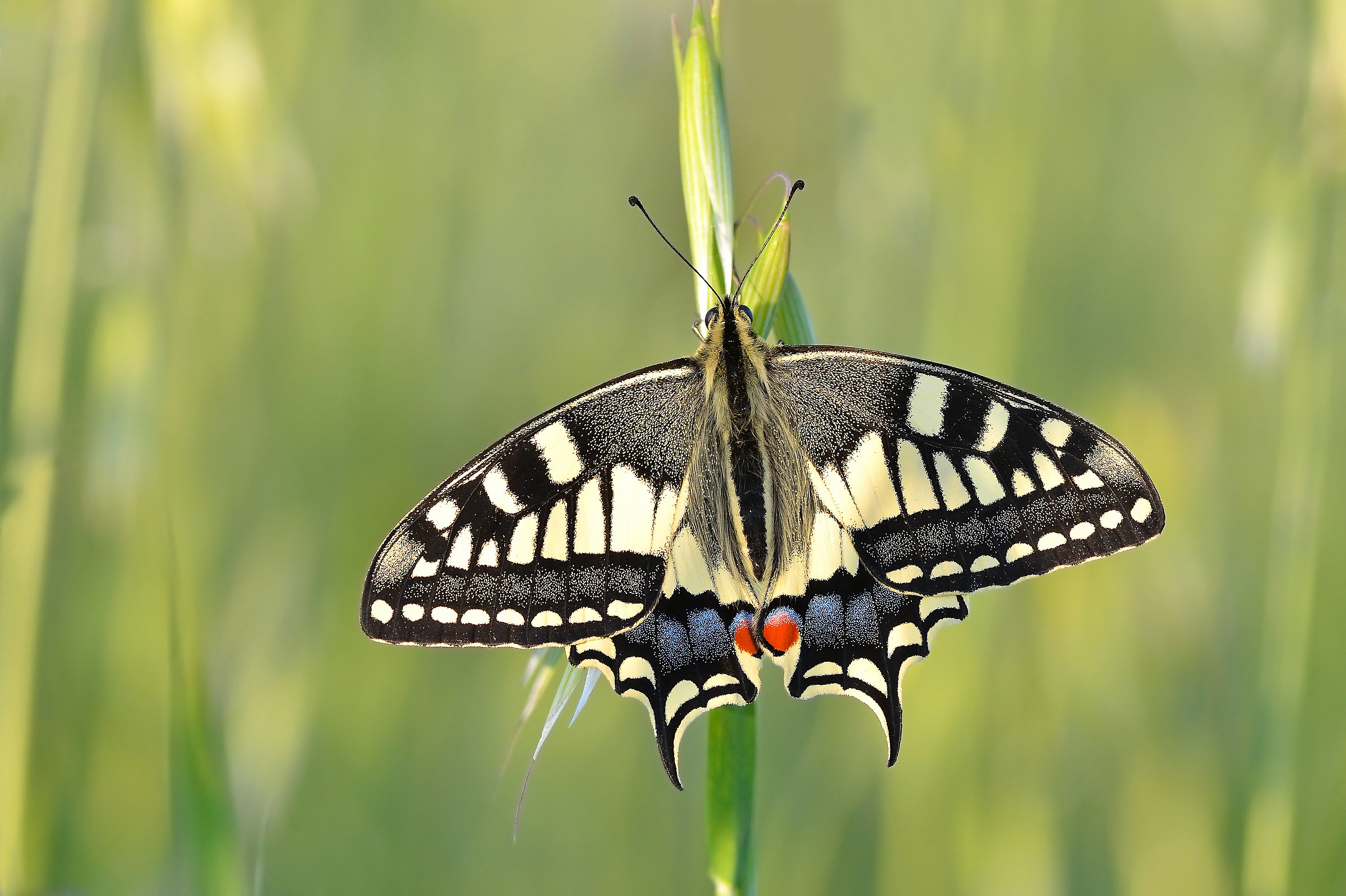 Macaone “Papilio machaon”