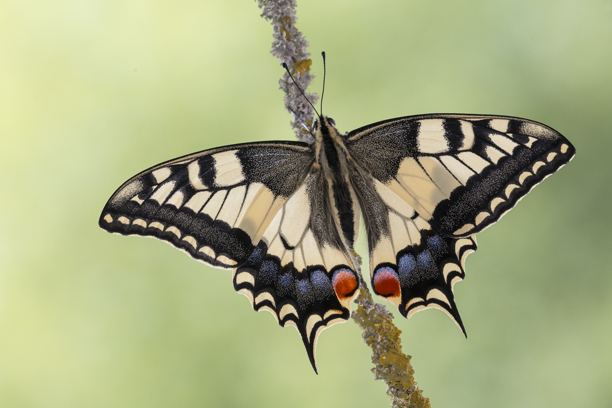 Il Macaone è pronto a spiccare il suo primo volo...
