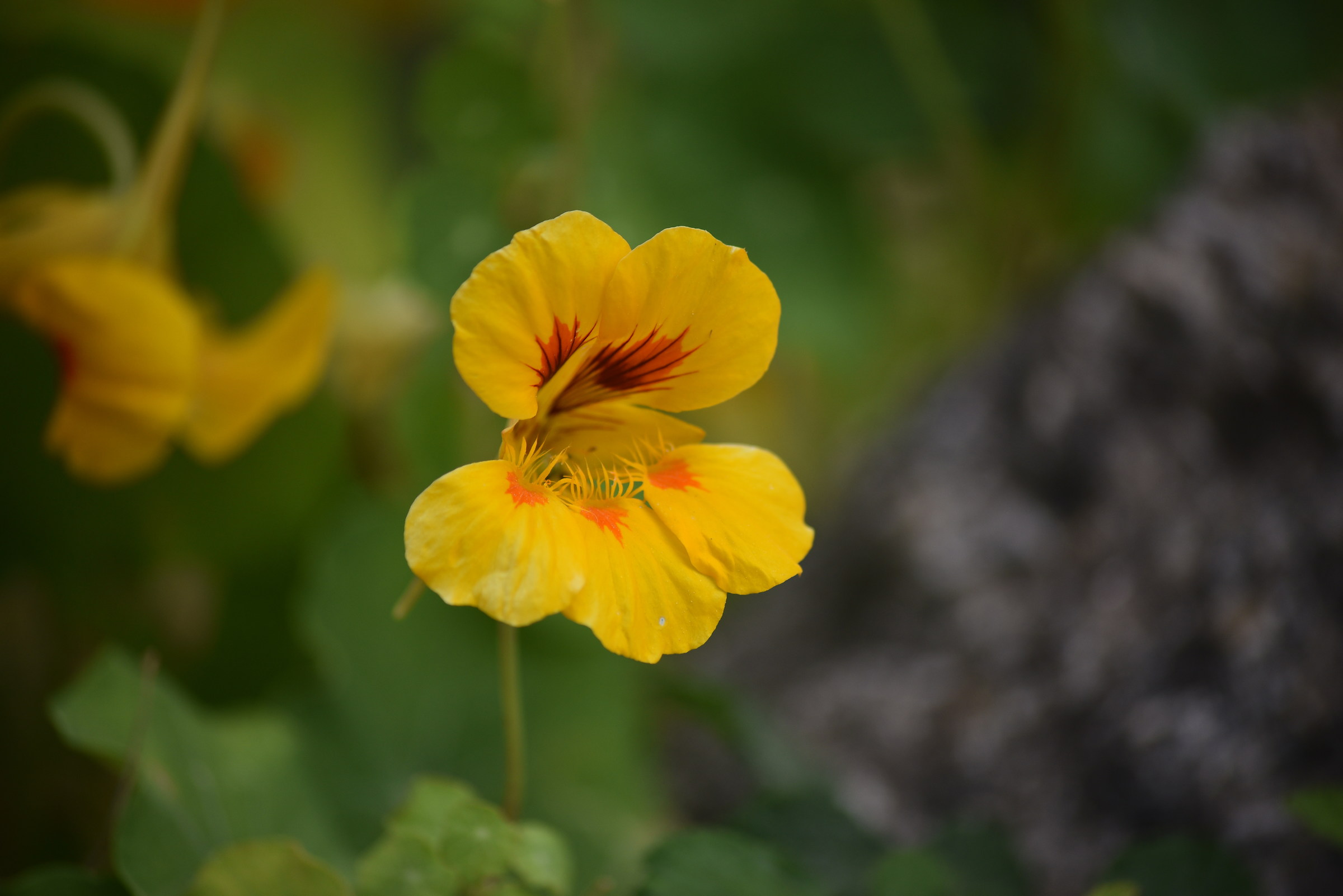 The flower of simplicity