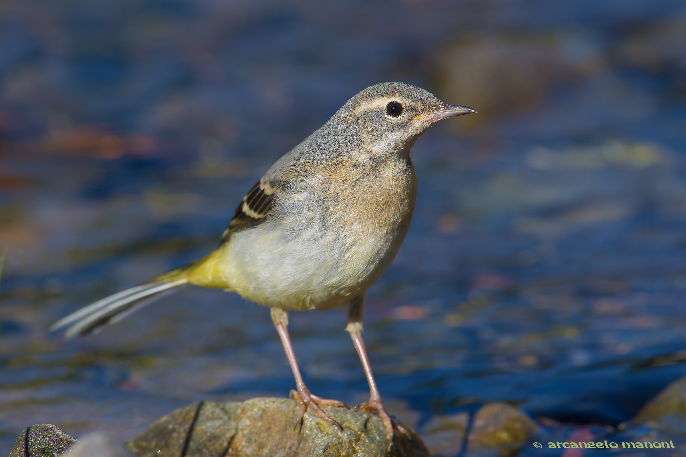 Giovane ballerina gialla