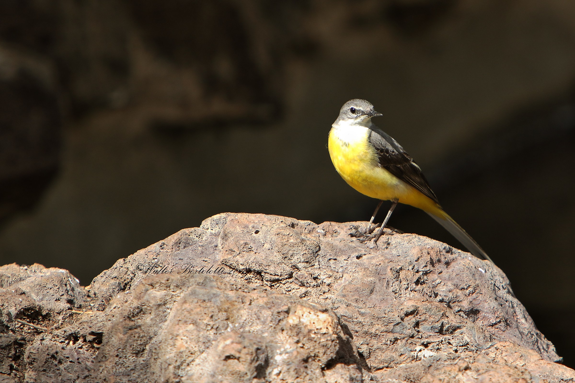 Yellow ballerina in the sun