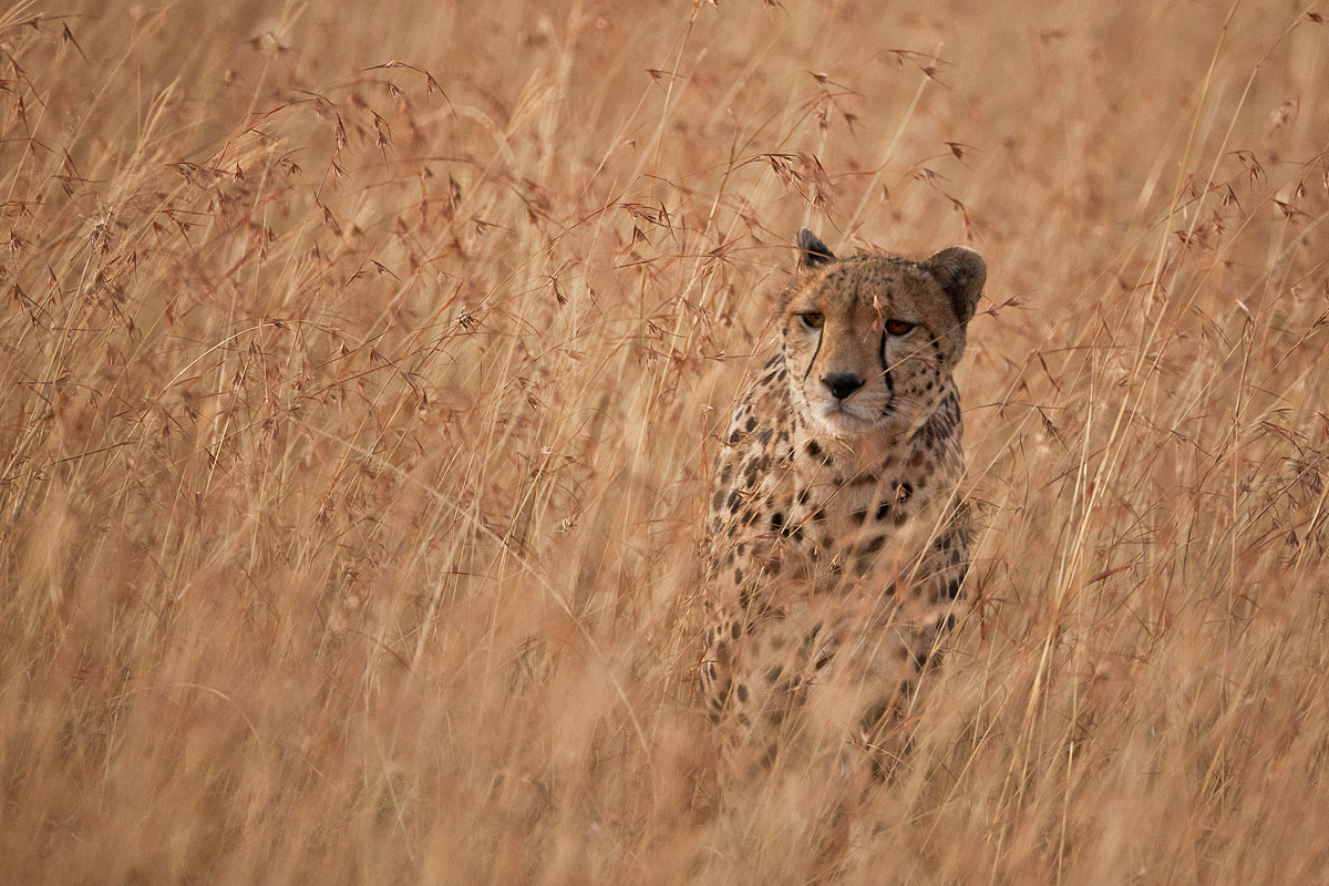 All'improvviso...un ghepardo