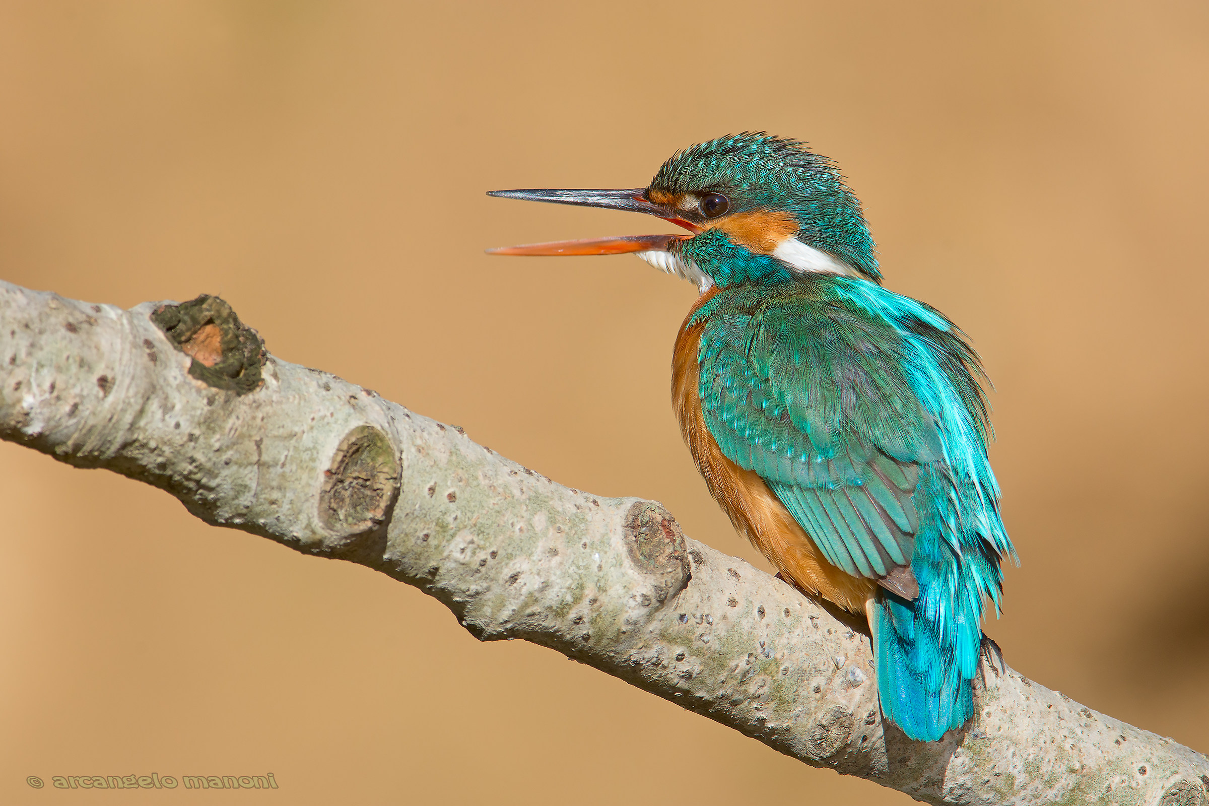 The call of the martin