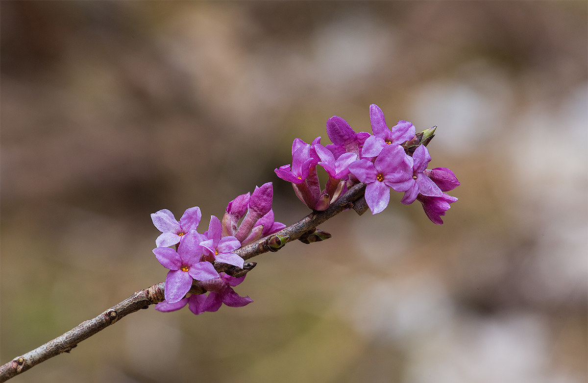 Daphne mezereum