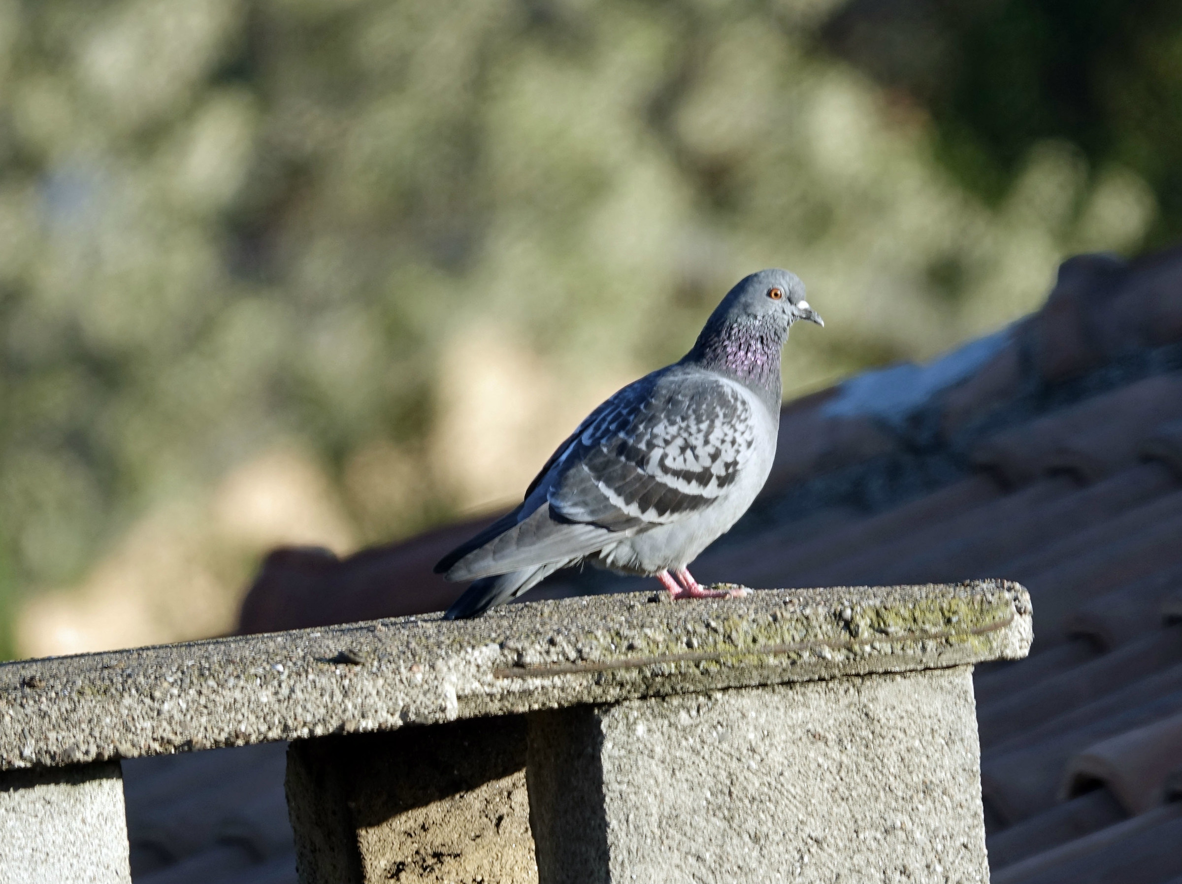 Pigeon