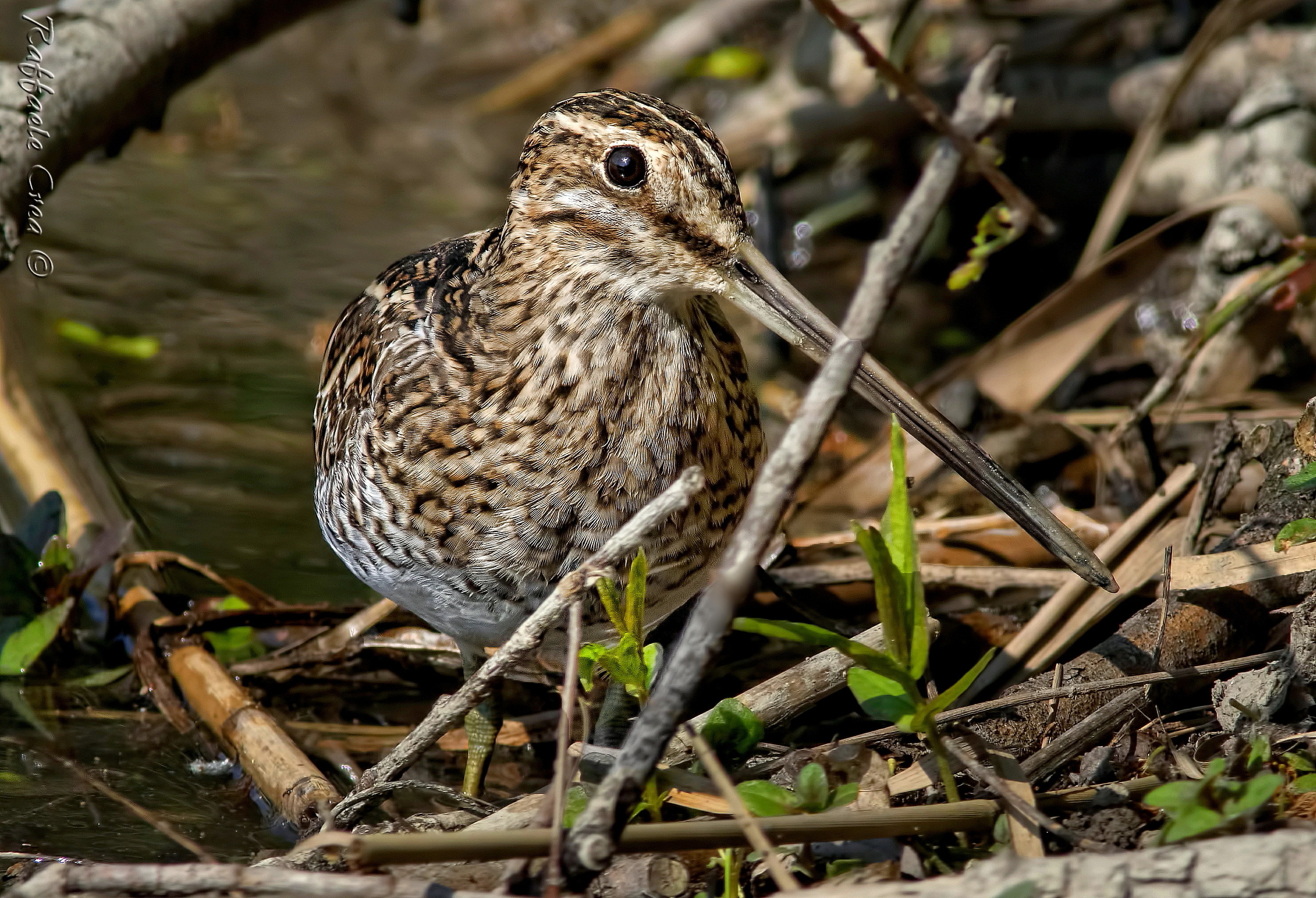 Beccacca in the Environment