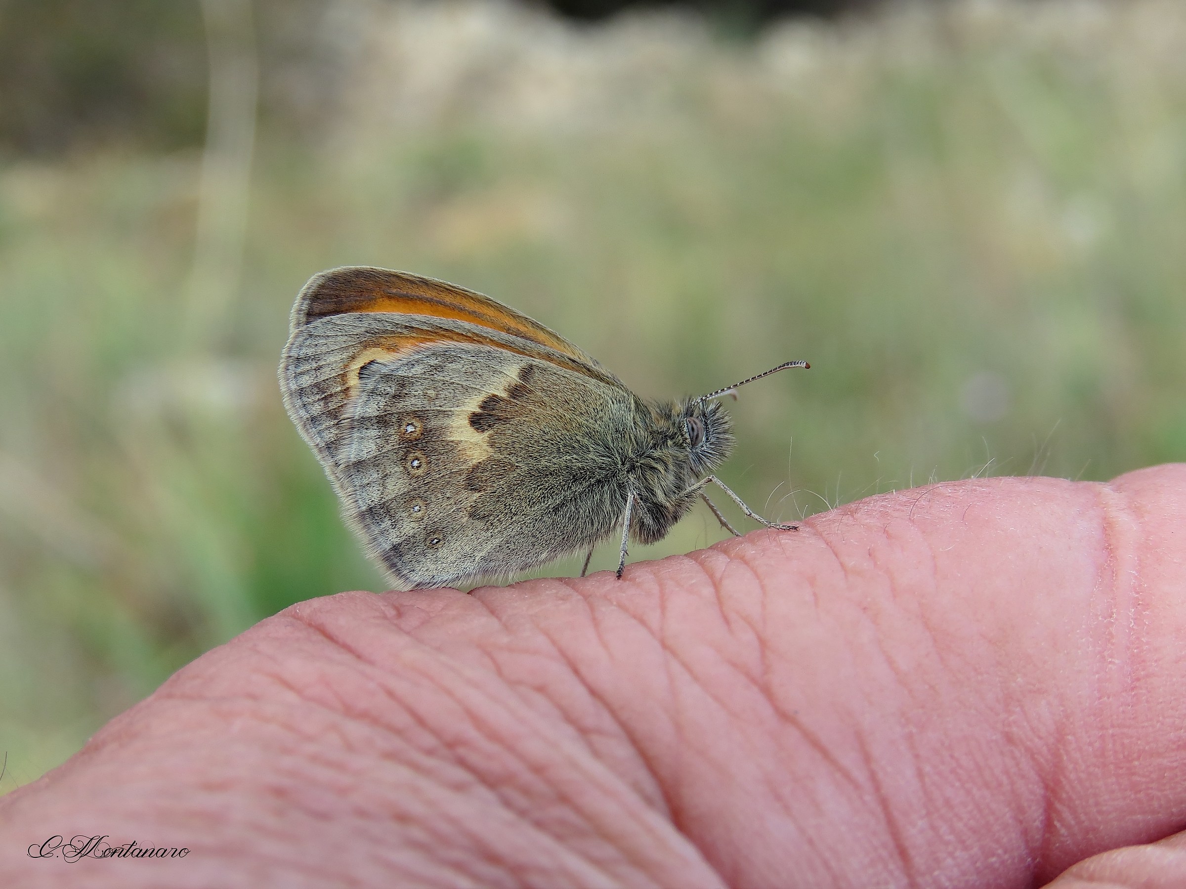 Coenonympha pamphilus