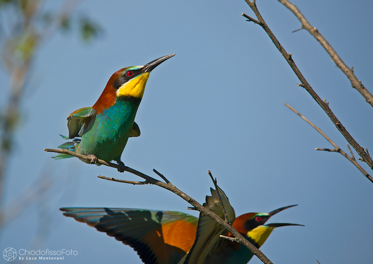 Gruccioni tra i rami