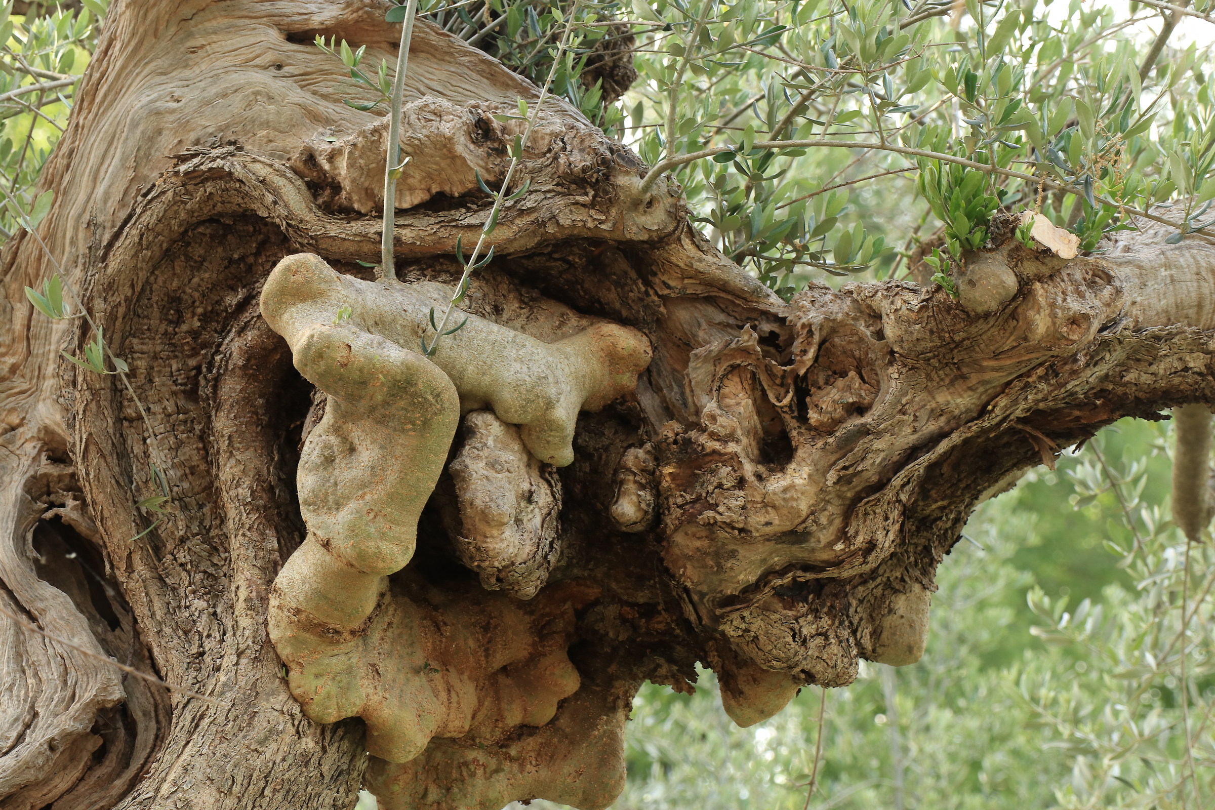 Ulivo in gestazione.