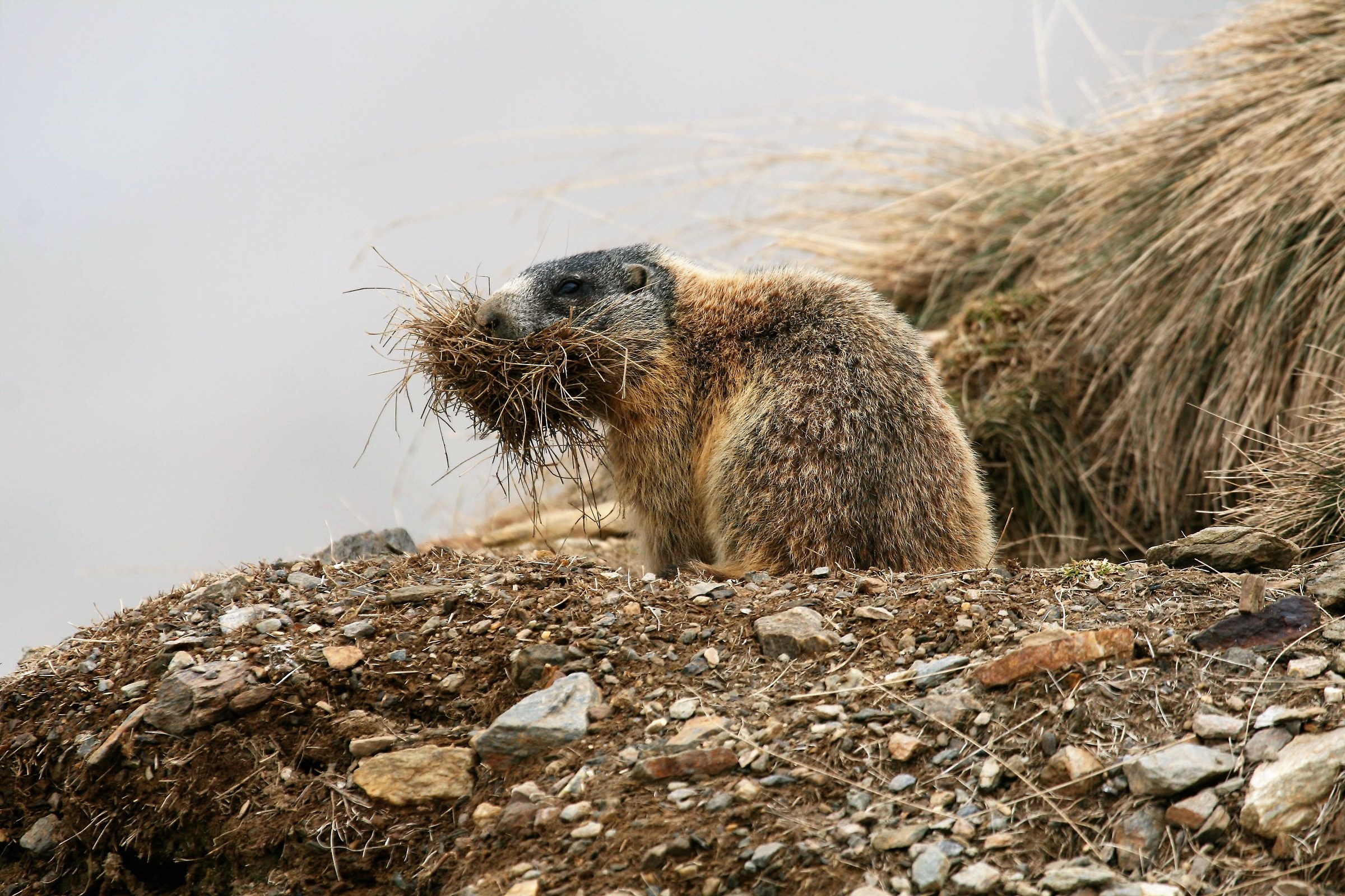 Il risveglio della marmotta