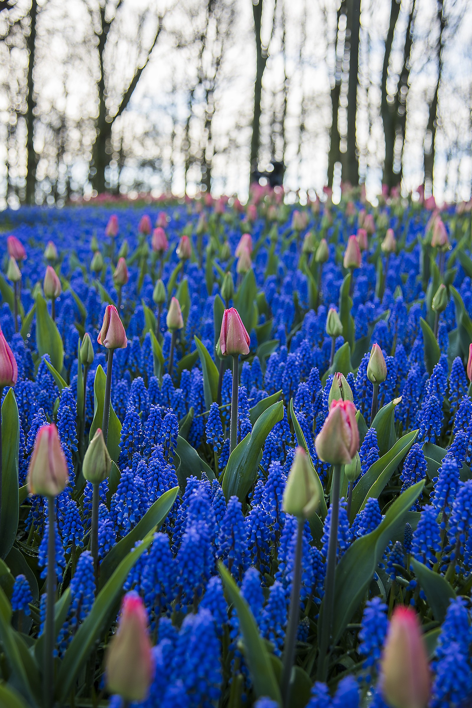 Netherlands April 2017