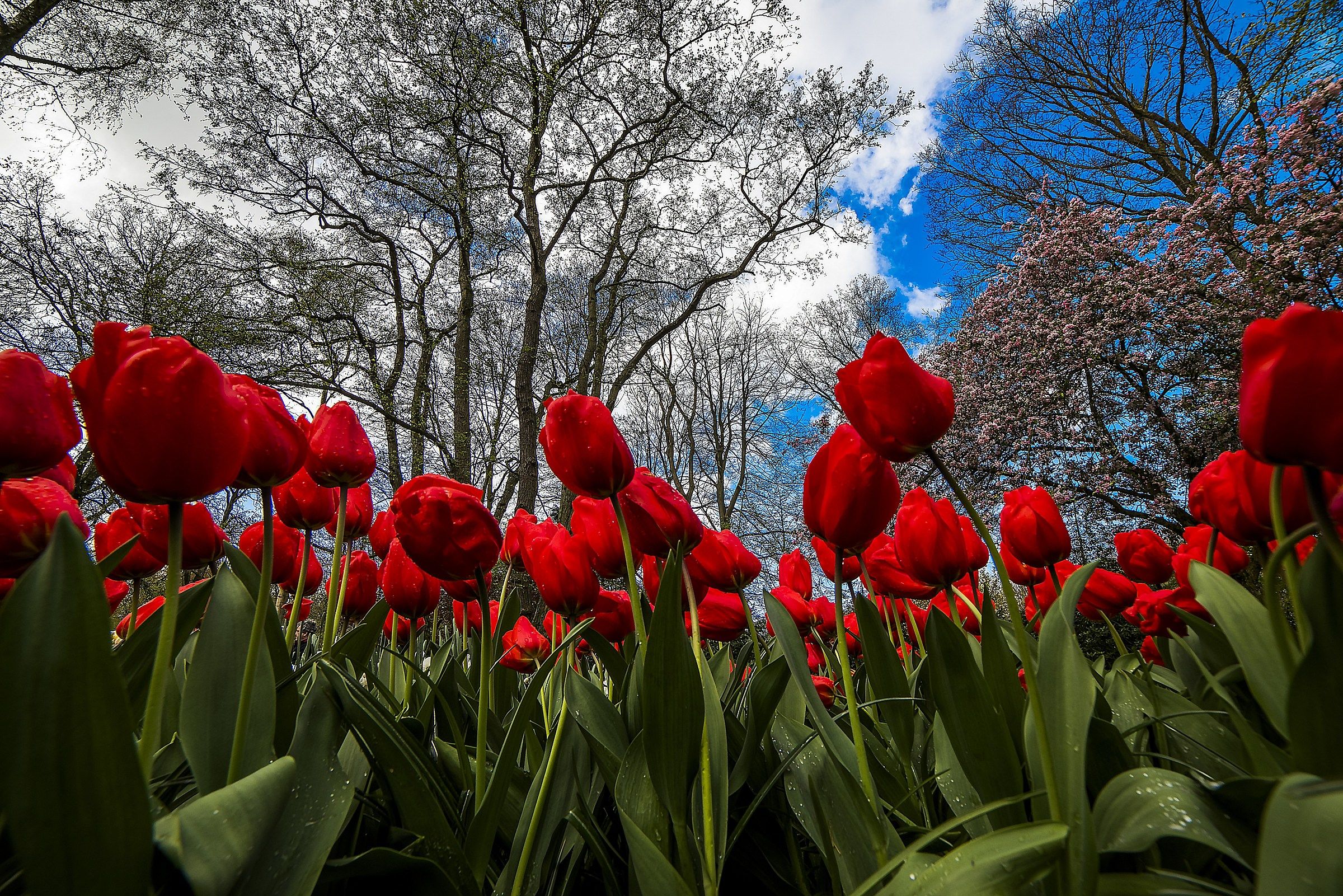 Netherlands April 2017