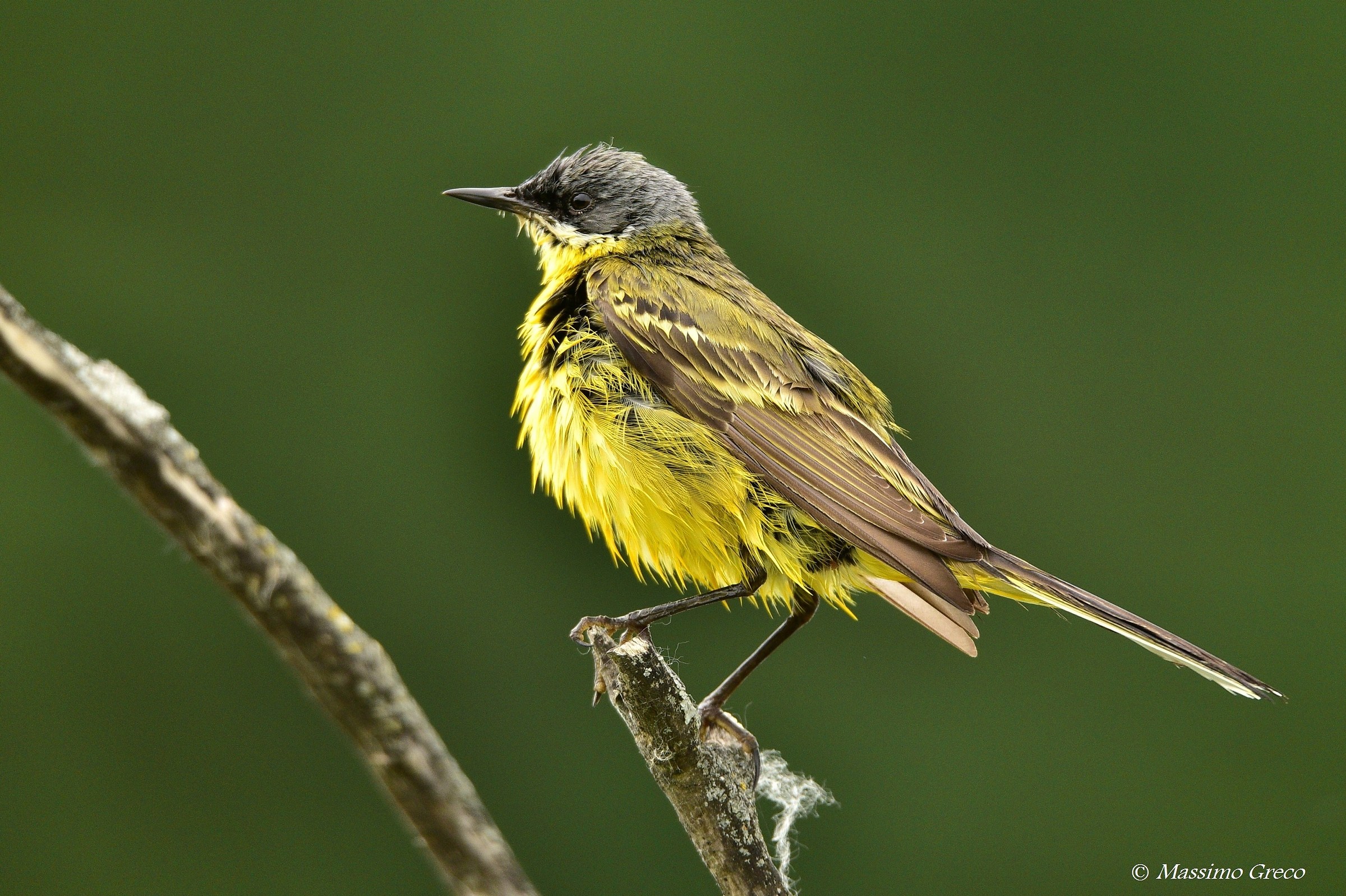 Cutrettola (Motacilla flava)