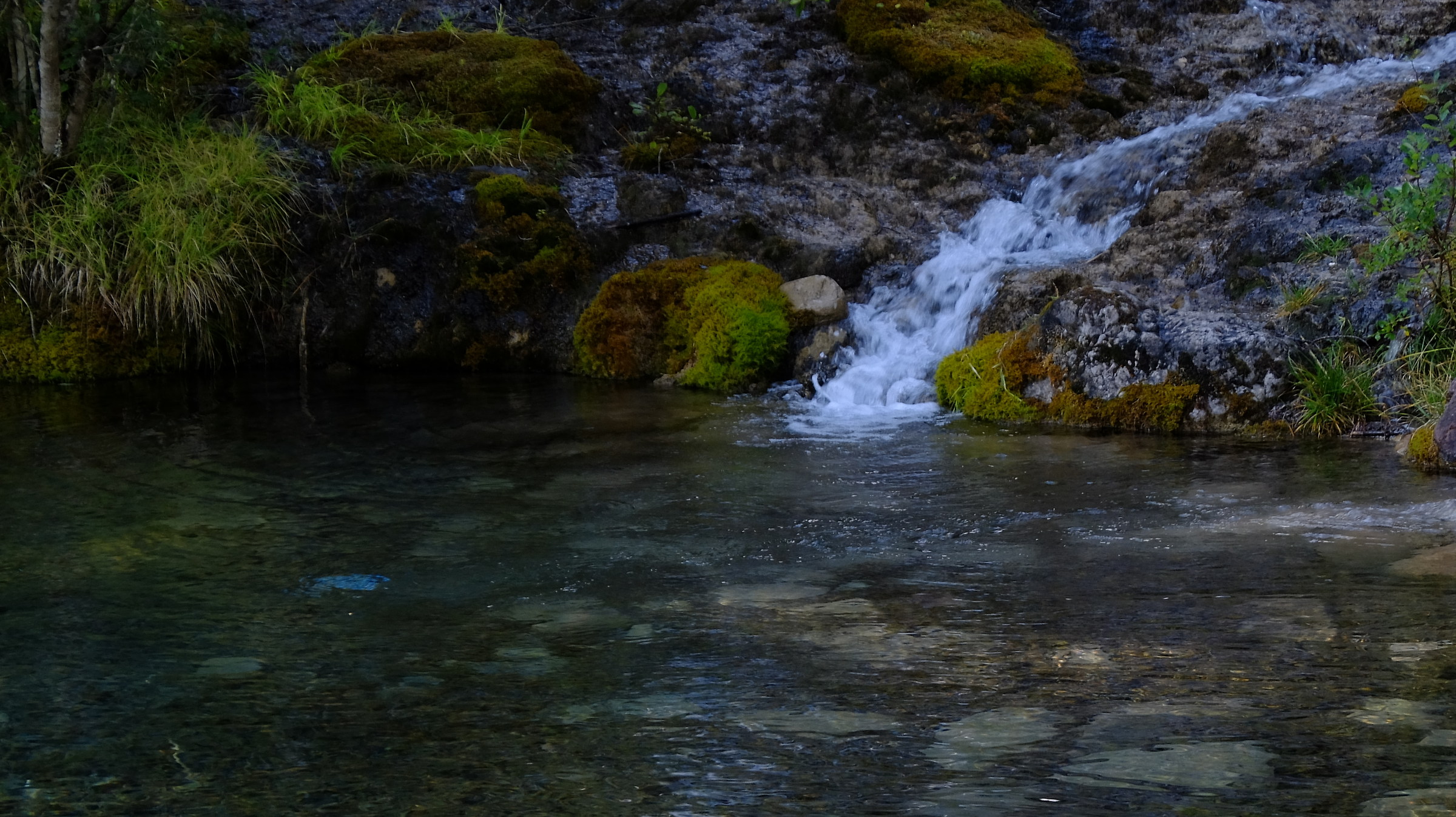 Al mattino nel bosco
