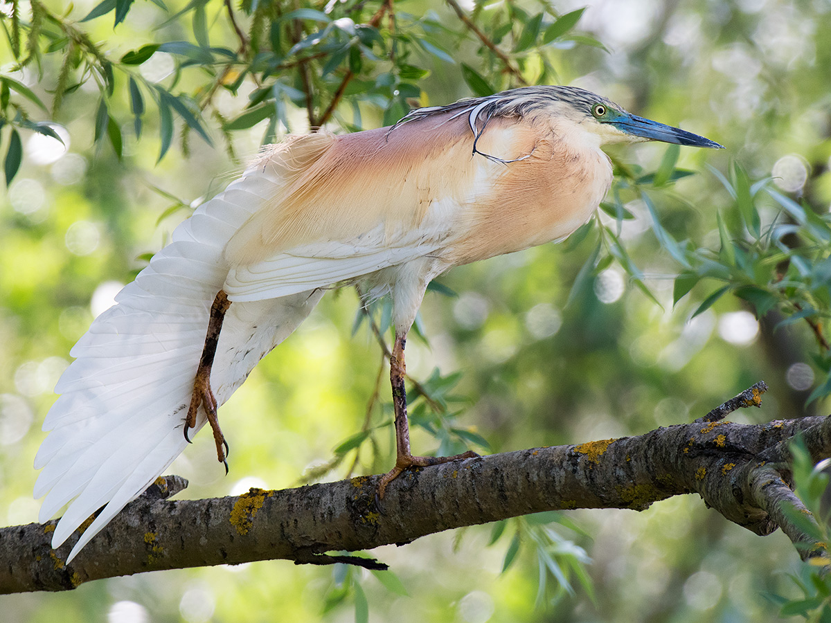 Sgarza ciuffetto in stretching