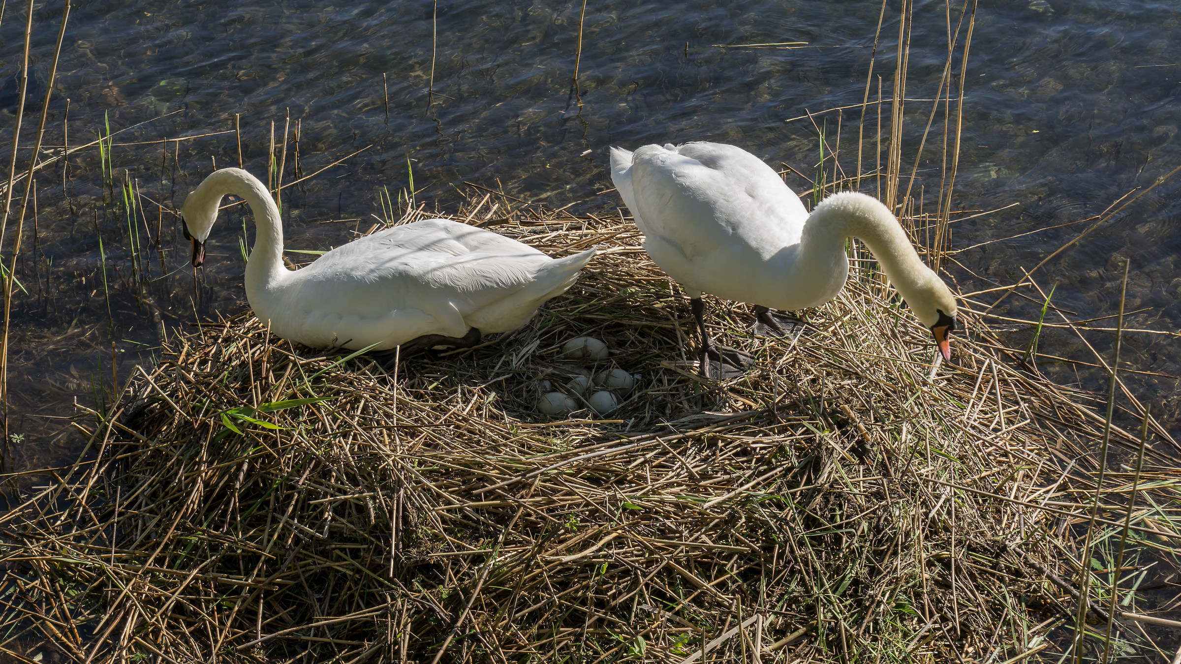 Couple swans pausing from the horn