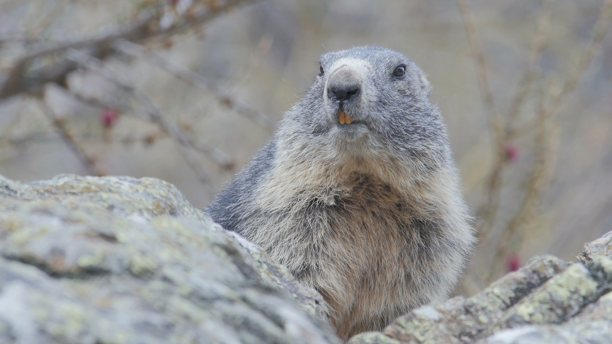Marmotta